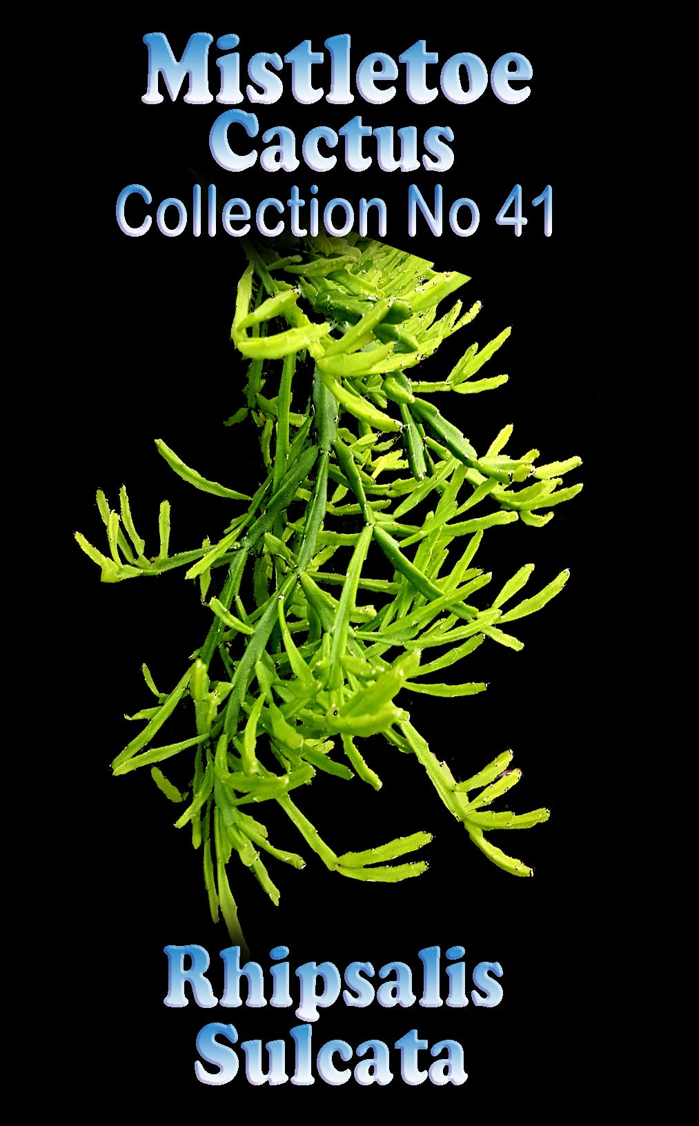 Rhipsalis sulcata #41