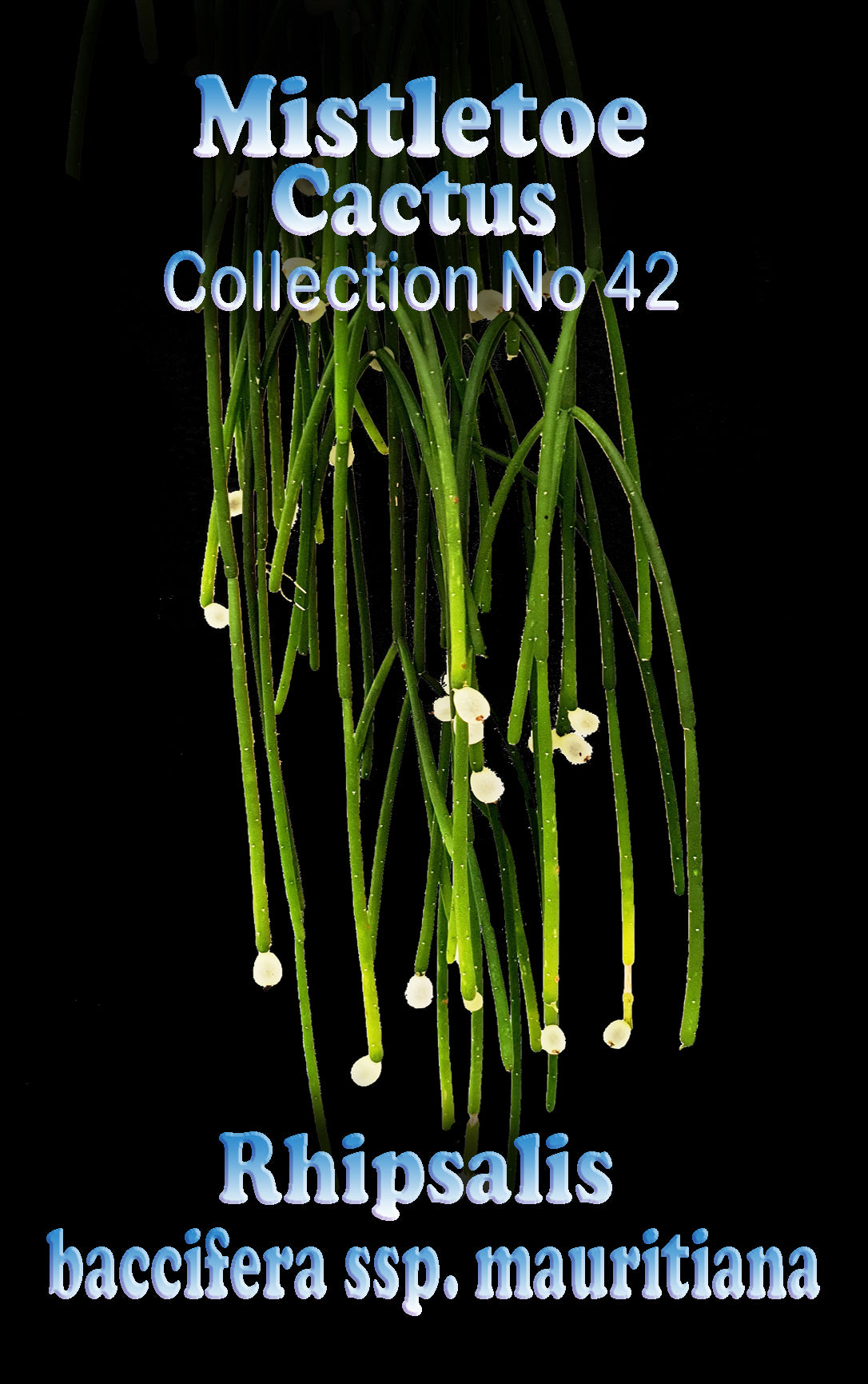 Rhipsalis Mistletoe baccifera ssp. mauritiana #42