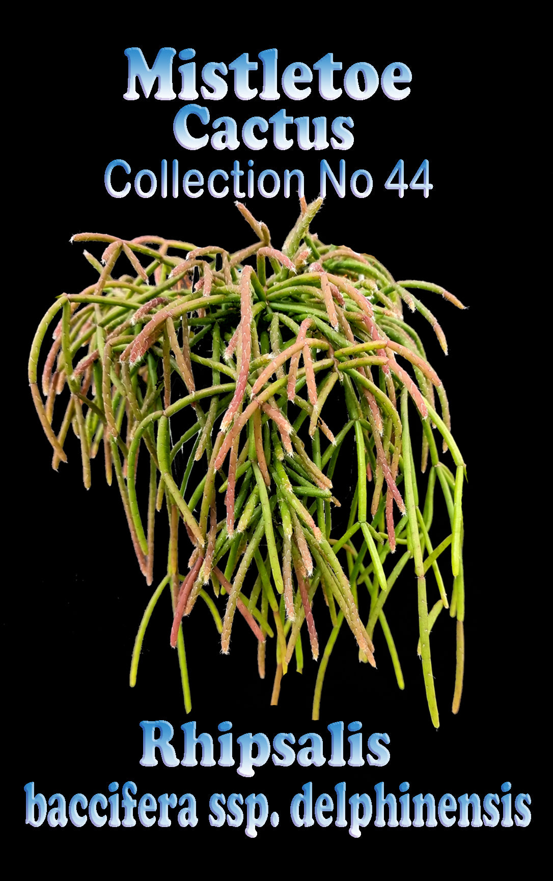 Rhipsalis baccifera ssp. delphinensis #44