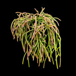 Rhipsalis baccifera ssp. delphinensis #44