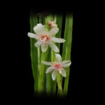 Rhipsalis puniceodiscus - Red Mistletoe Cactus - An Eye-Catching Epiphytic Succulent