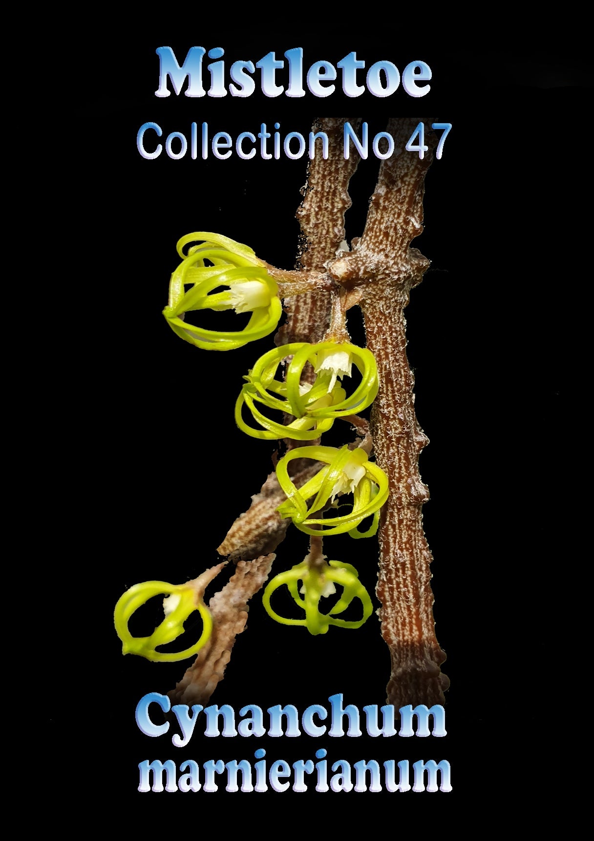 Rhipsalis Cynanchum marnierianum #47