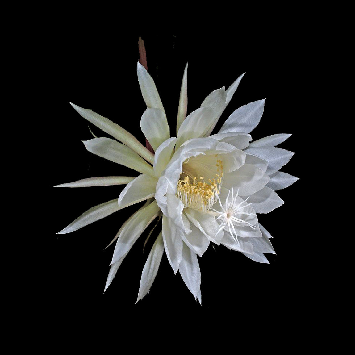 Epiphyllum oxypetalum - Queen of the Night - Spectacular Night-Blooming Cactus