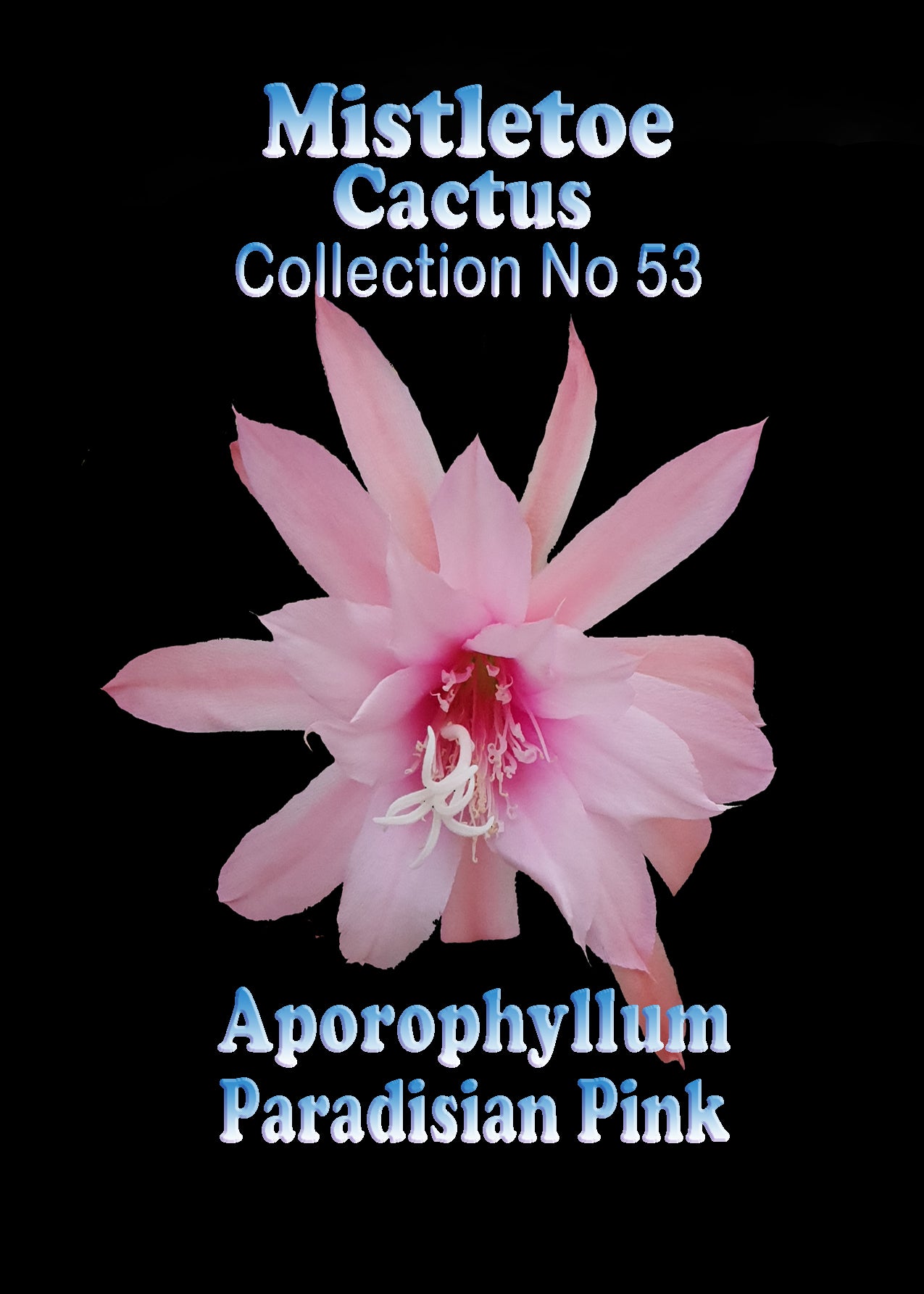 Aporophyllum 'Paradisian Pink' Mistletoe Cactus #53