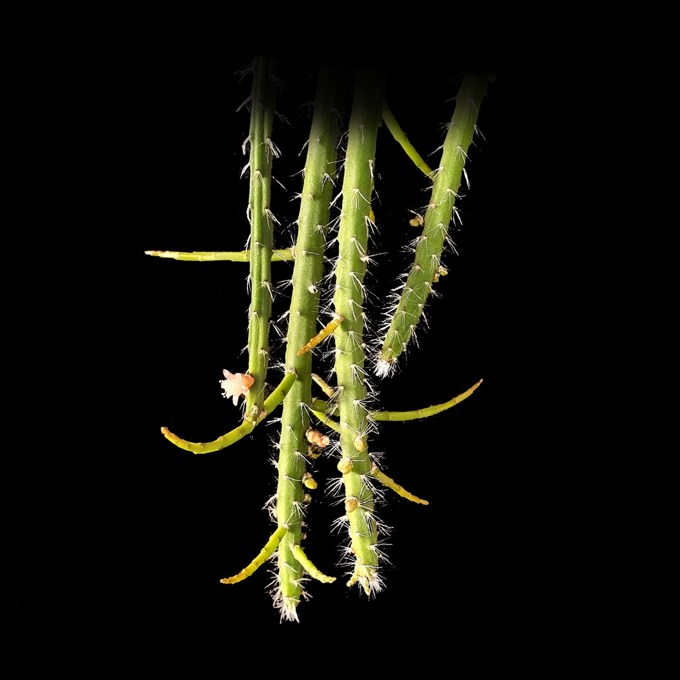 Rhipsalis flagelliformis #55