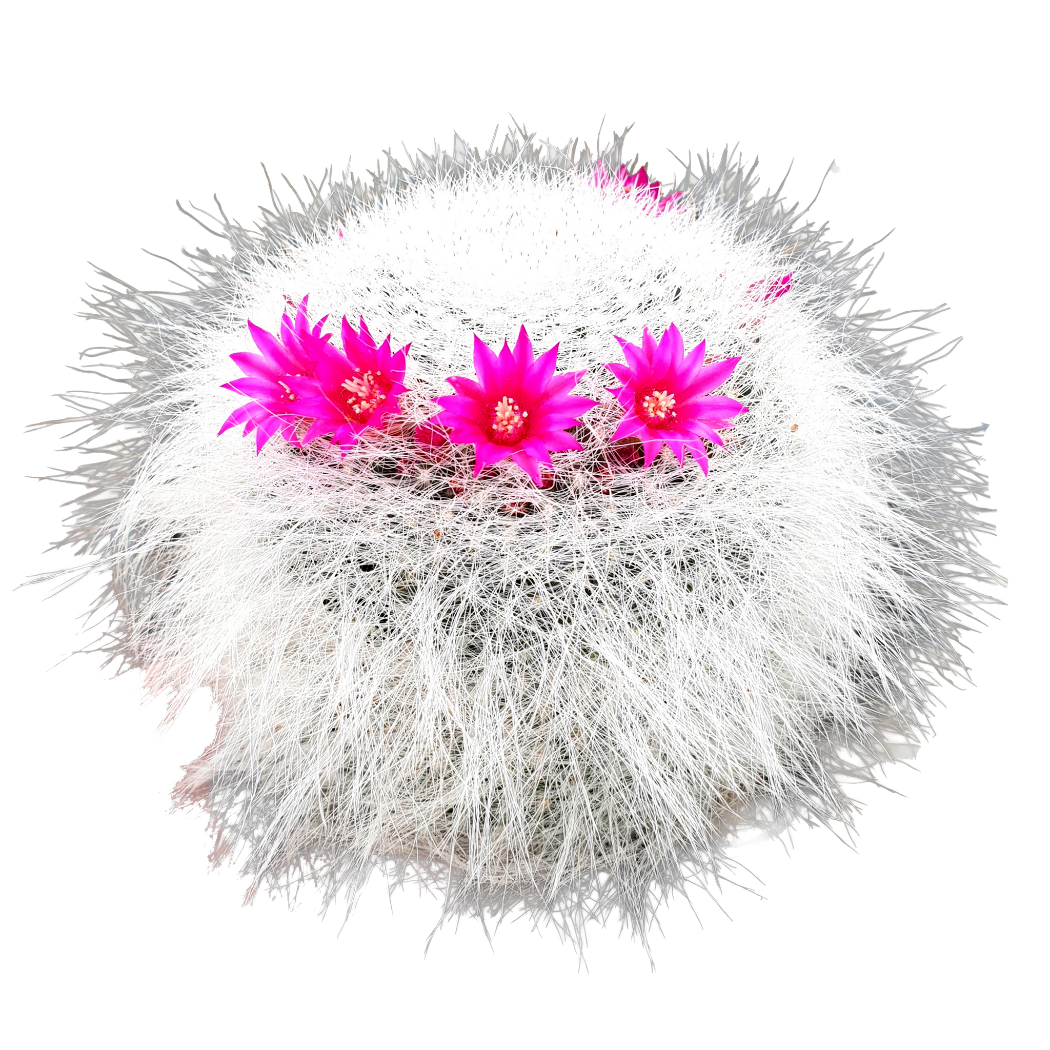 Mammillaria hahniana 'Superba'