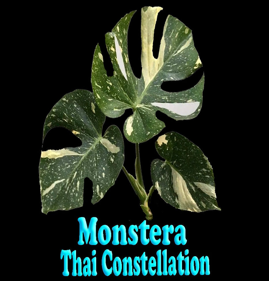 Monstera-Thai-Constellation-Tag