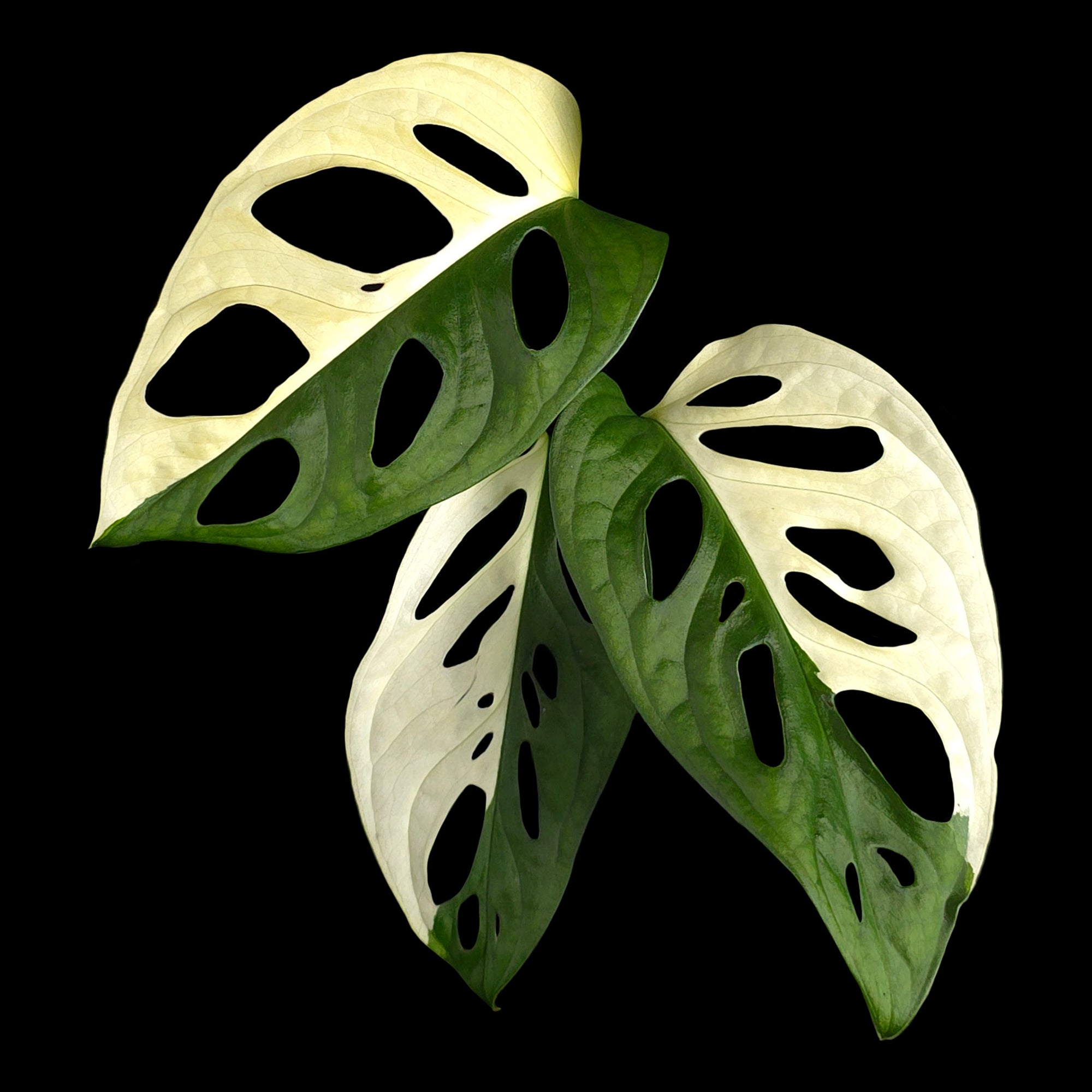 Monstera adansonii Variegated