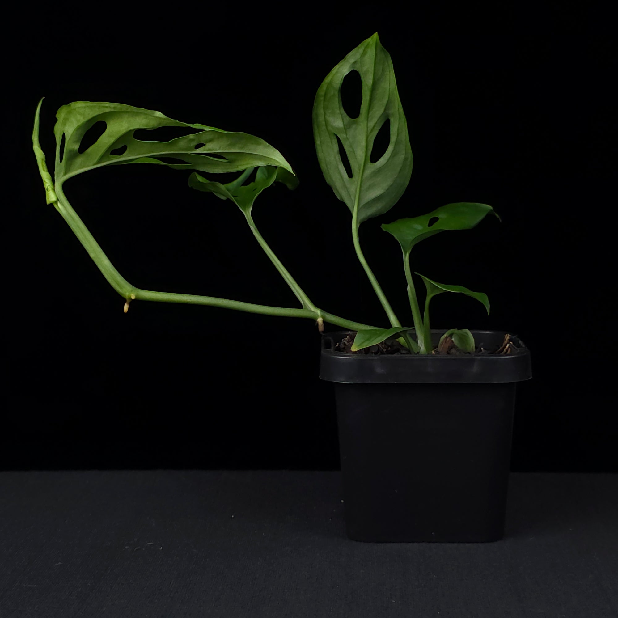 Monstera friedrichsthalii - Trailing Swiss Cheese Vine
