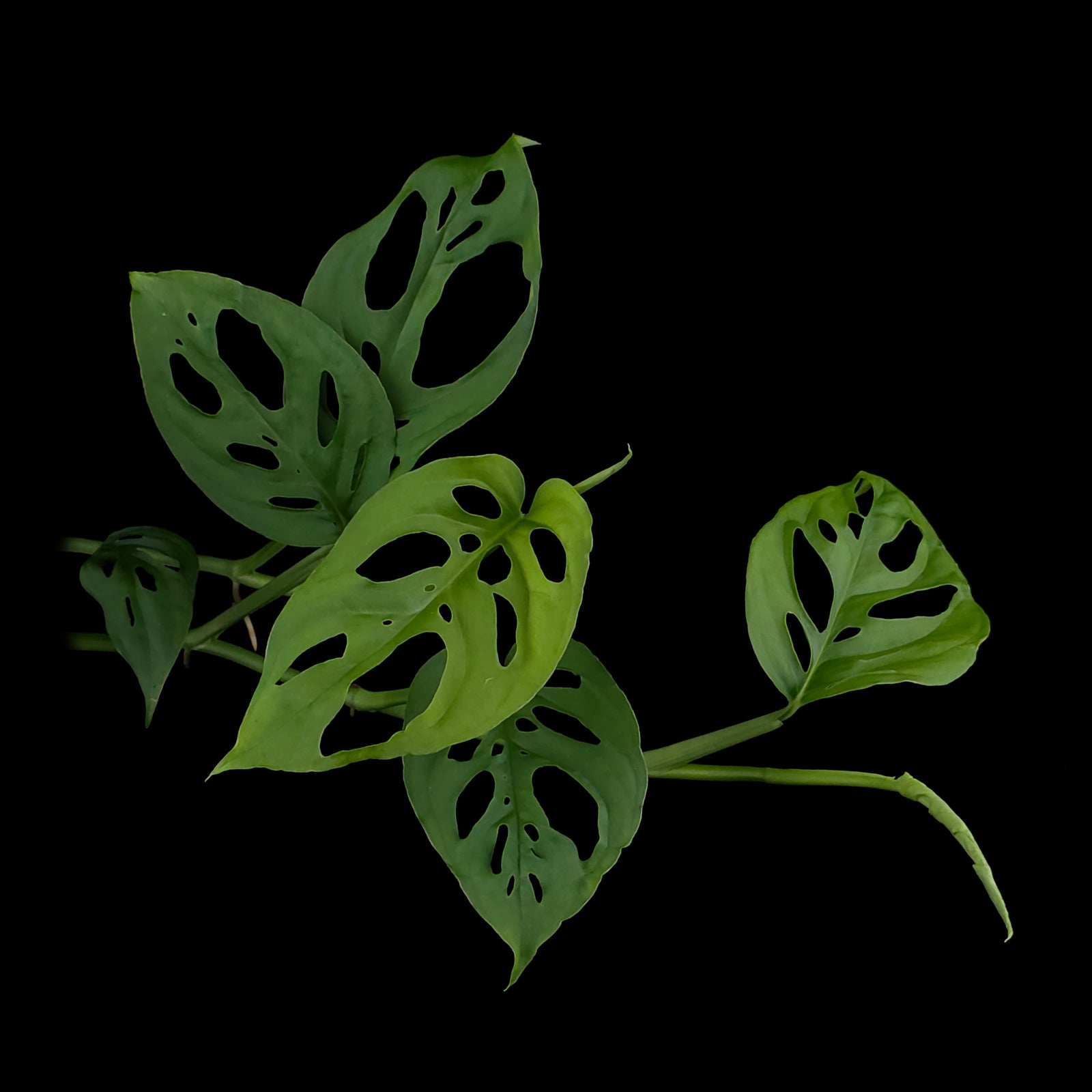 Monstera friedrichsthalii – Trailing Swiss Cheese Vine