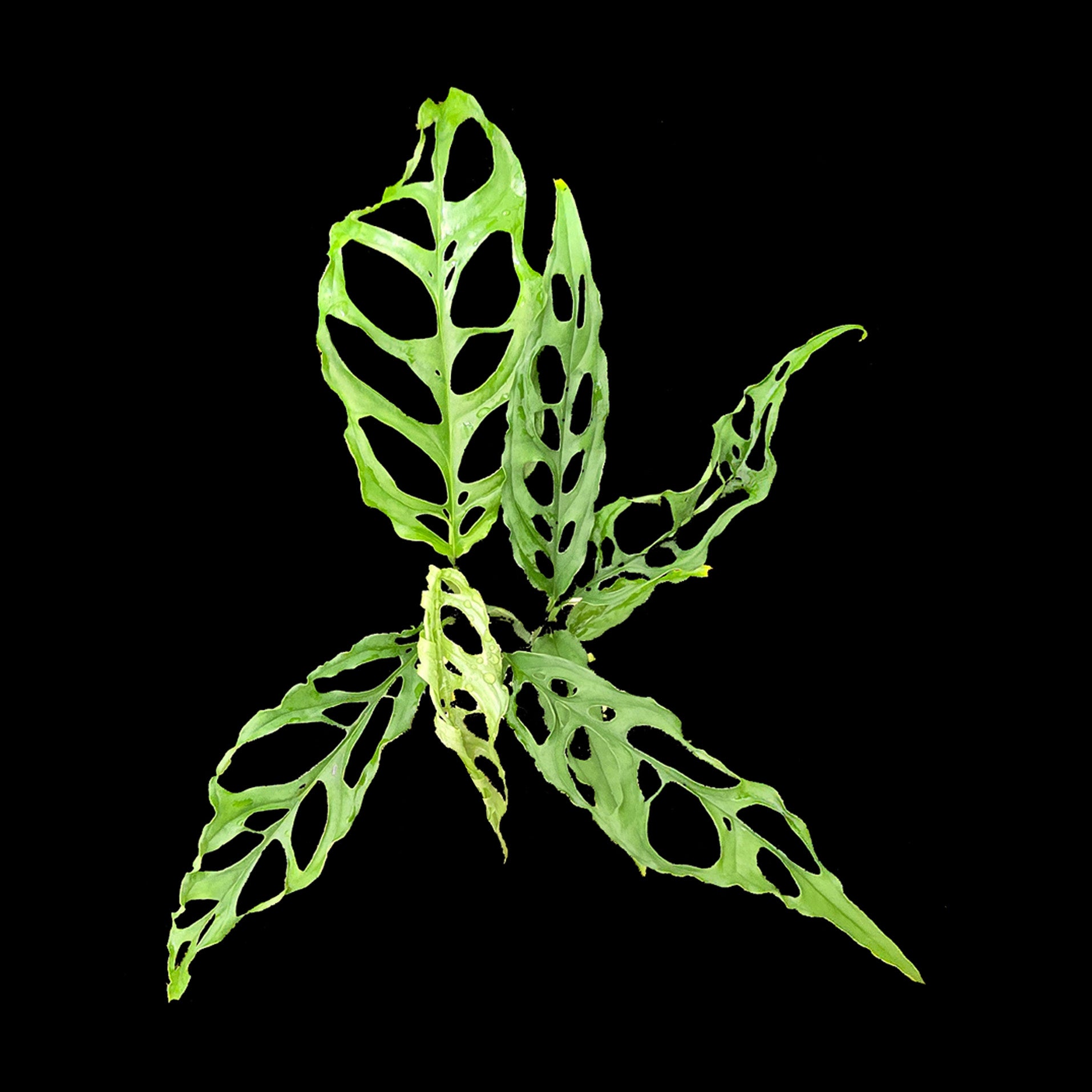 Monstera obliqua – Swiss Cheese Plant (WA Prohibited)