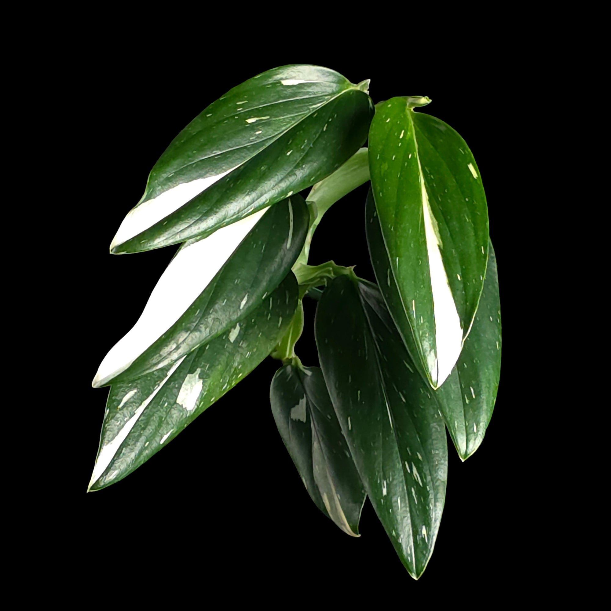 Monstera standleyana