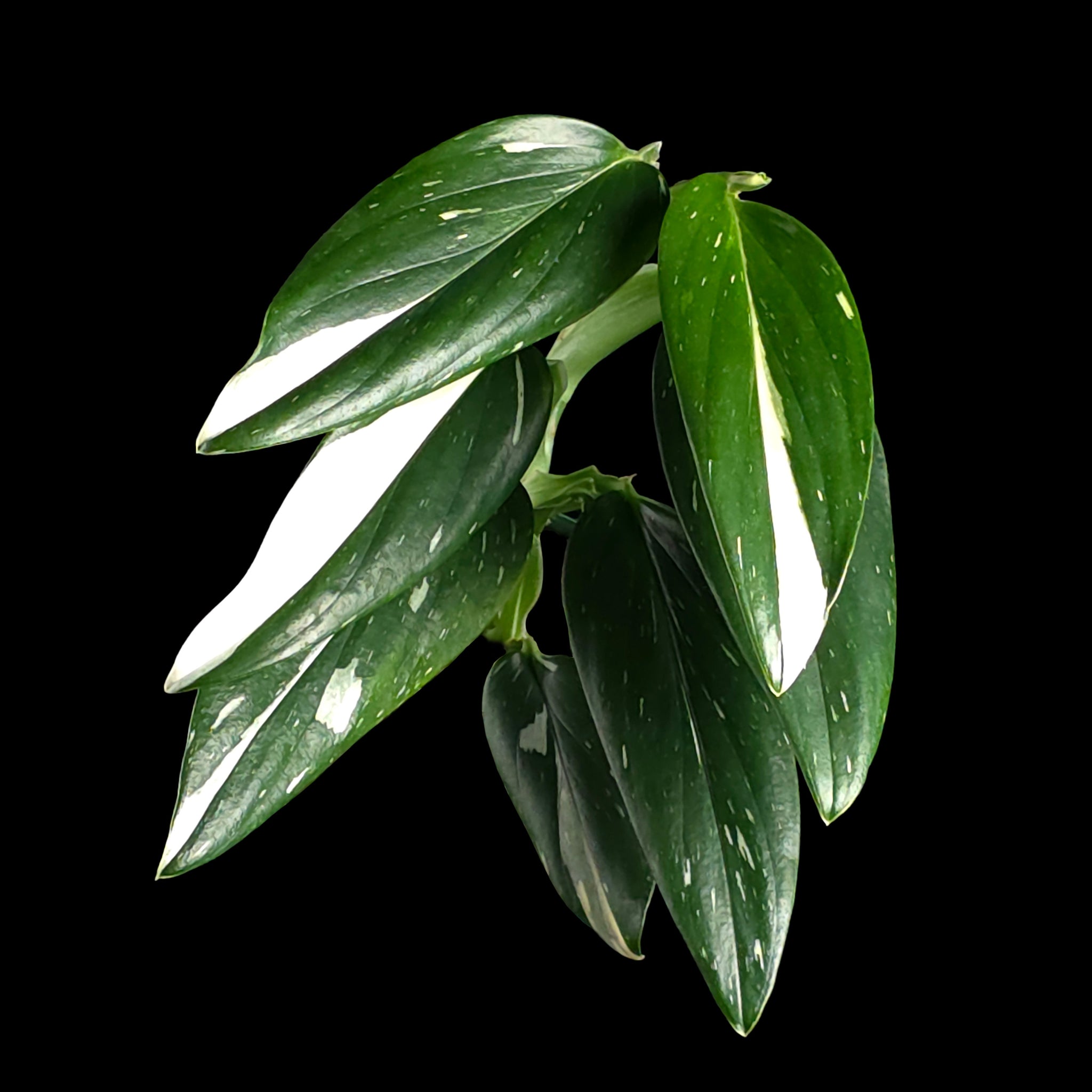 Monstera standleyana