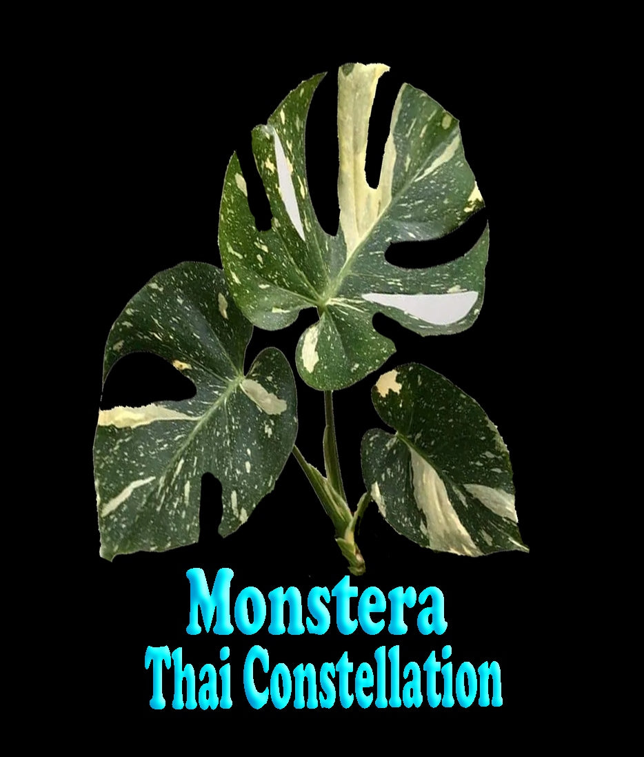 Monstera deliciosa 'Thai Constellation' 100mm Pot