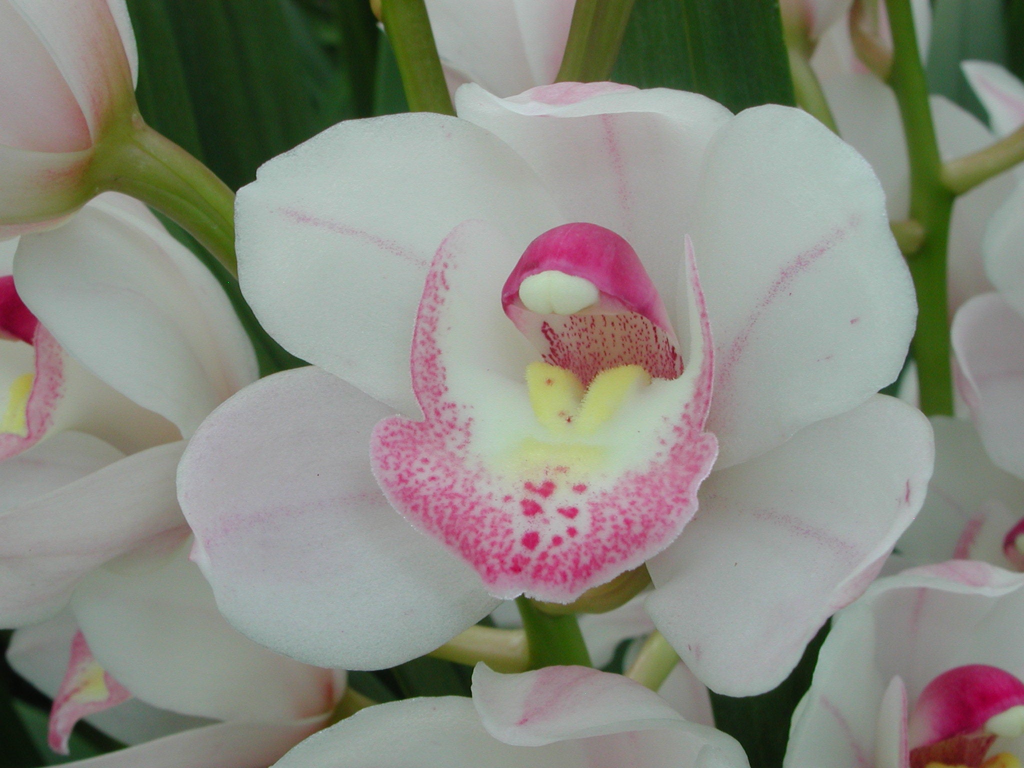 Cymbidium My Sweet 'Amy' Intermediate Upright