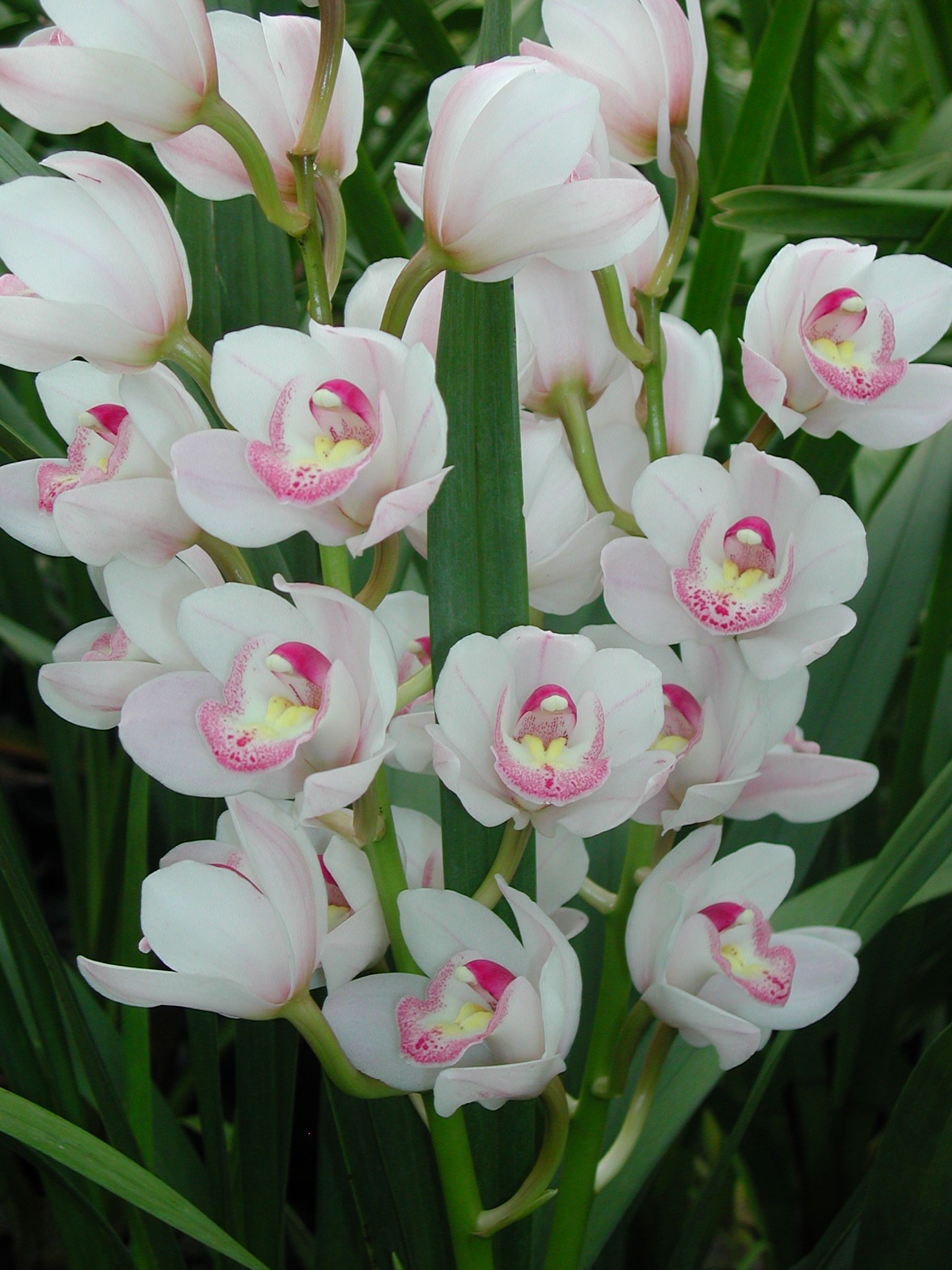Cymbidium My Sweet 'Amy' – White with Pink-Lipped Intermediate ...