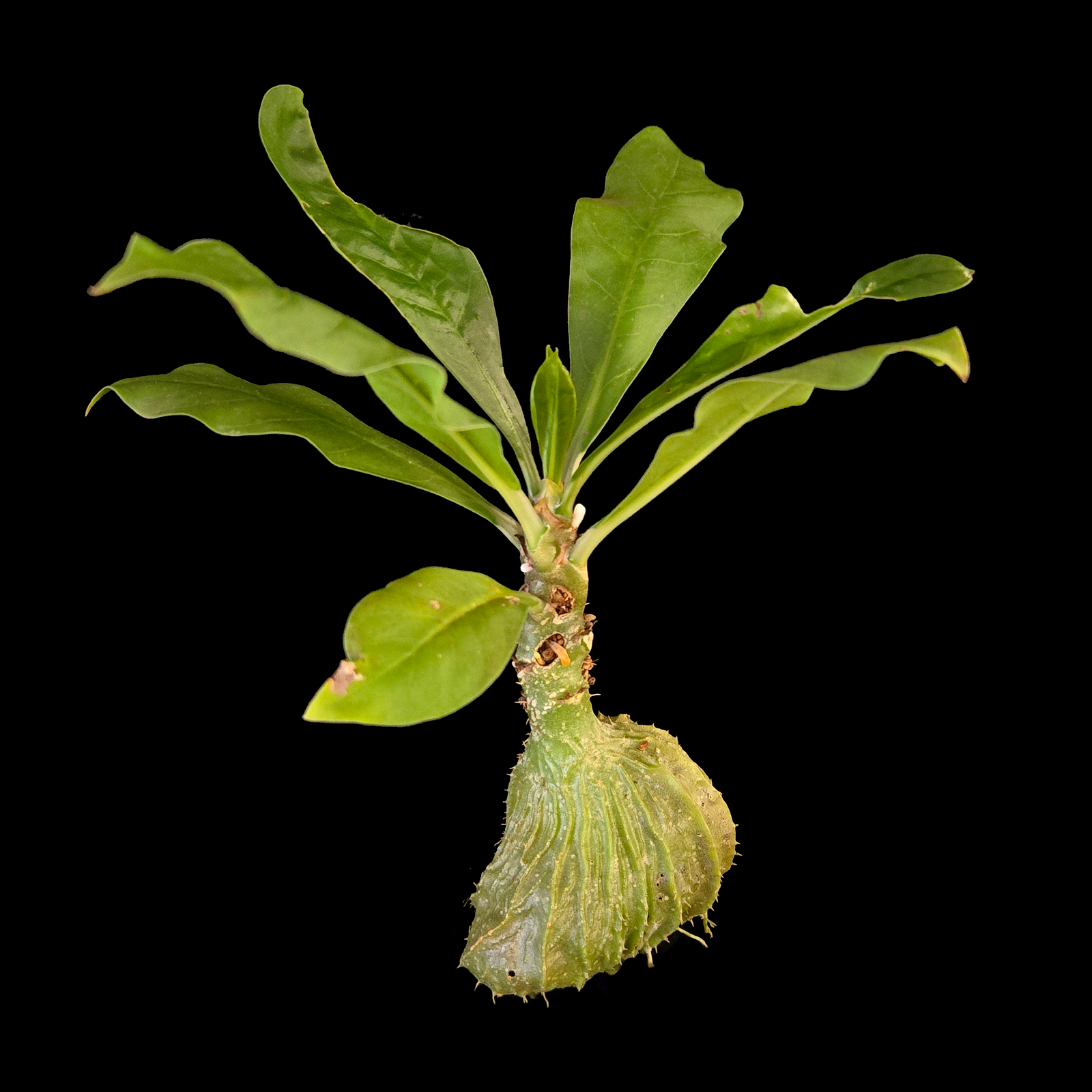 Myrmecodia tuberosa large Ant Plant