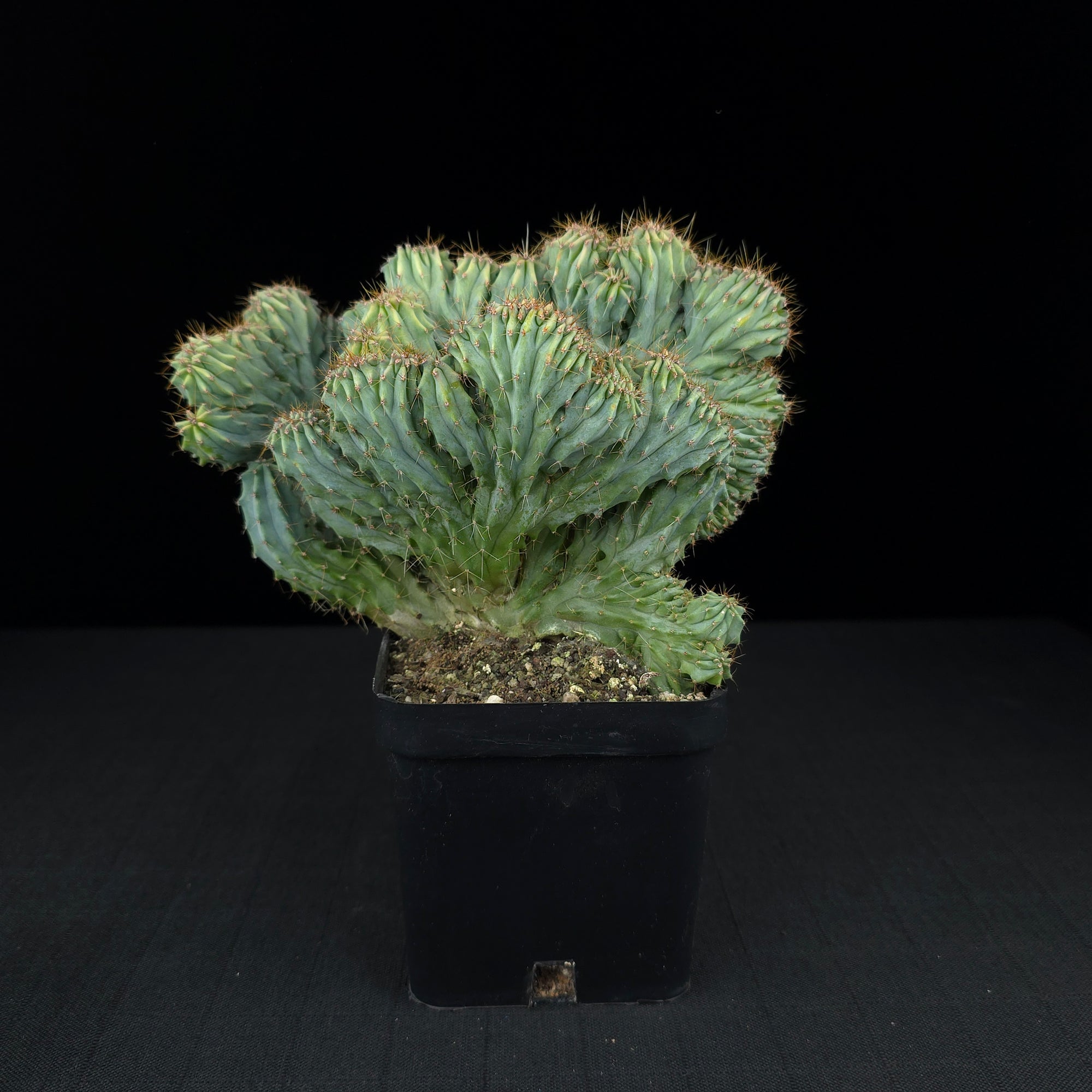 Myrtillocactus geometrizans 'Cristata' - One Off Specials