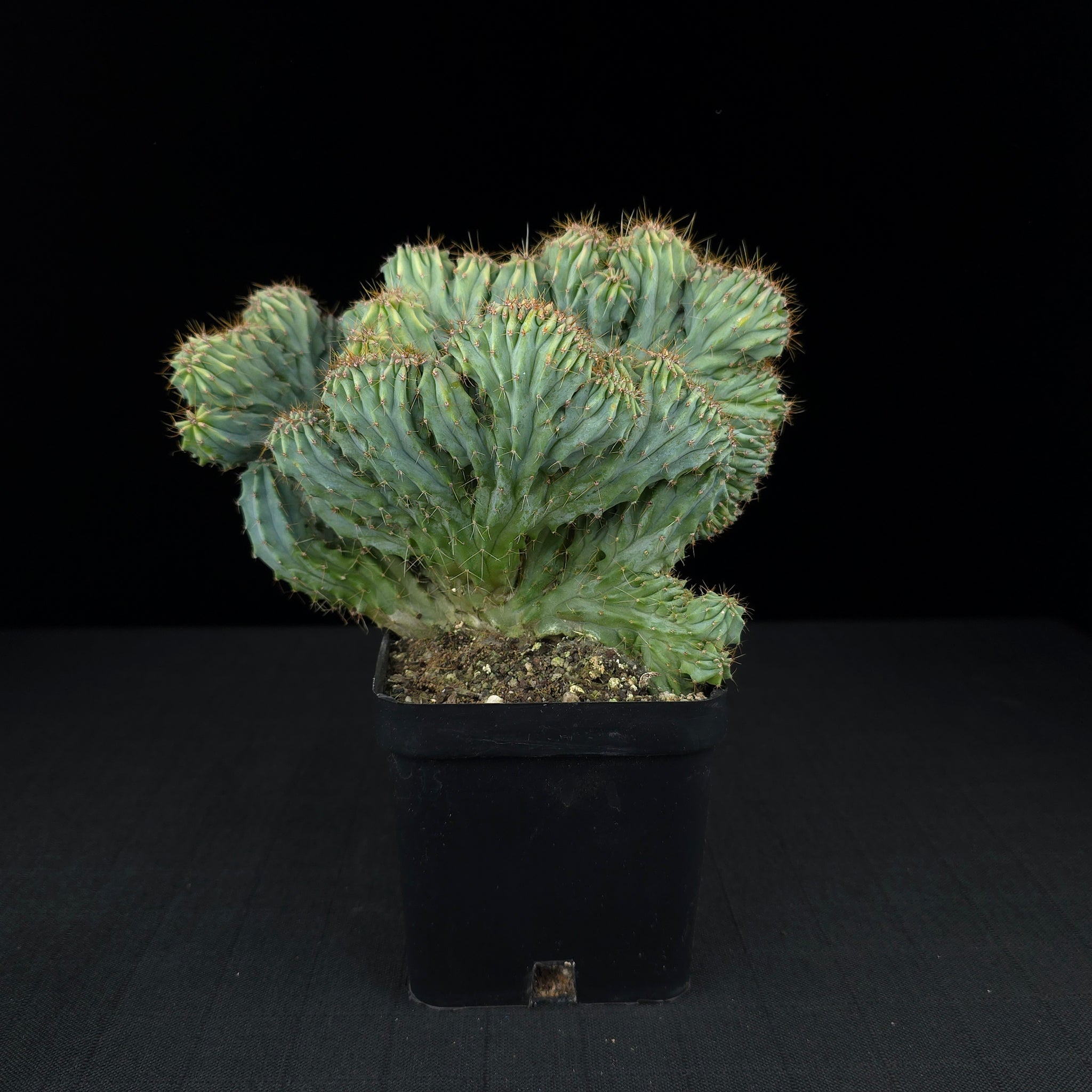 Myrtillocactus geometrizans 'Cristata' - One Off Specials