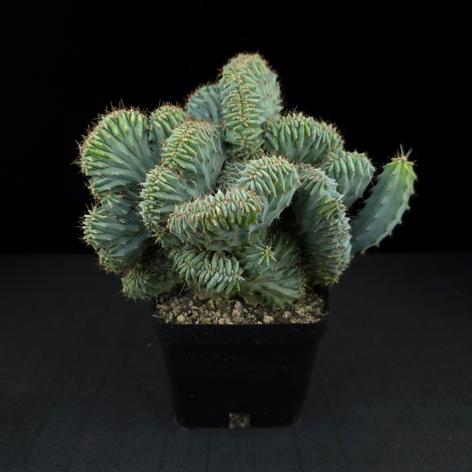 Myrtillocactus geometrizans 'Cristata' - One Off Specials