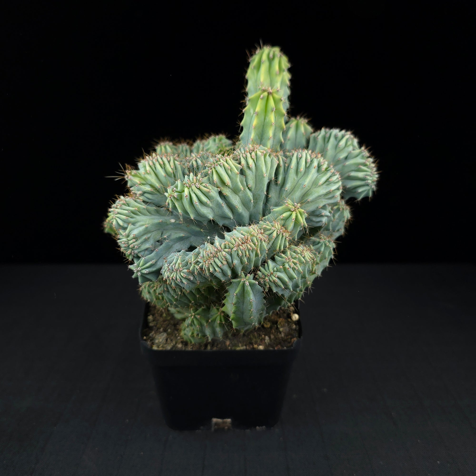 Myrtillocactus geometrizans 'Cristata' - One Off Specials