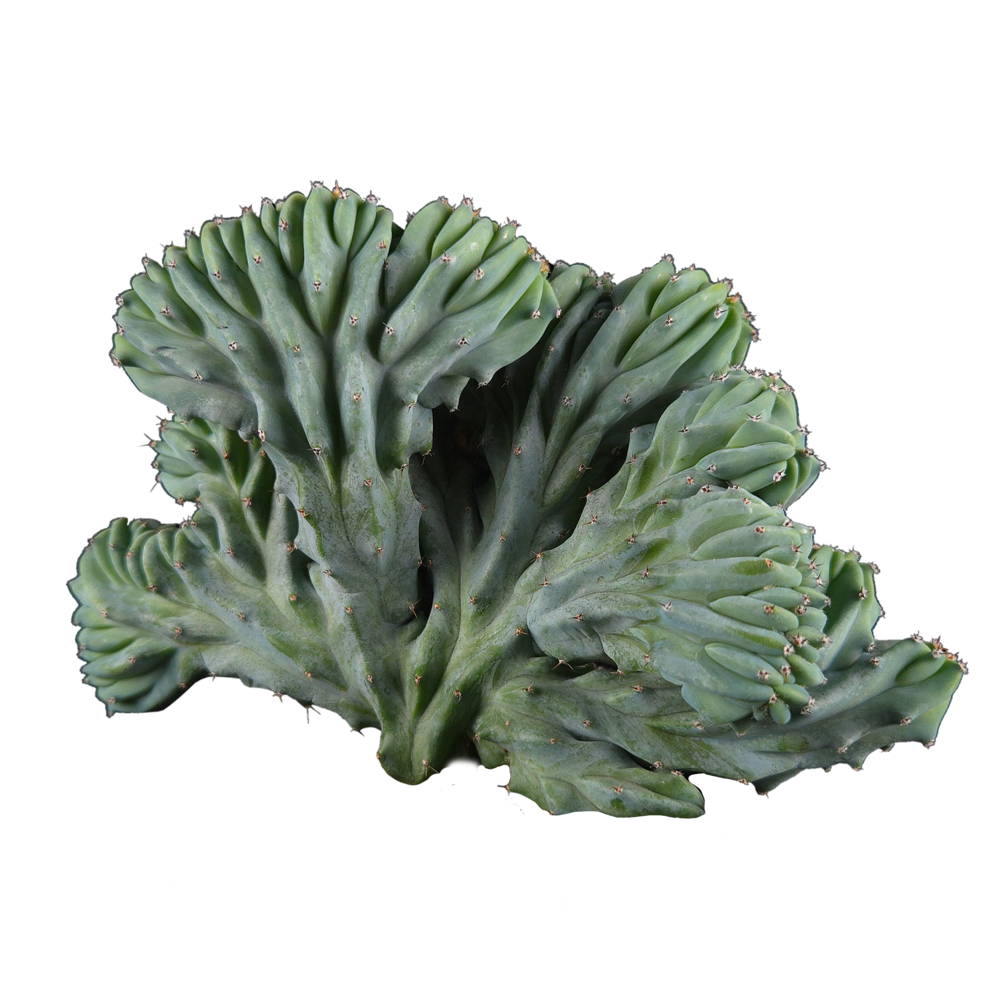 Myrtillocactus geometrizans 'Cristata'