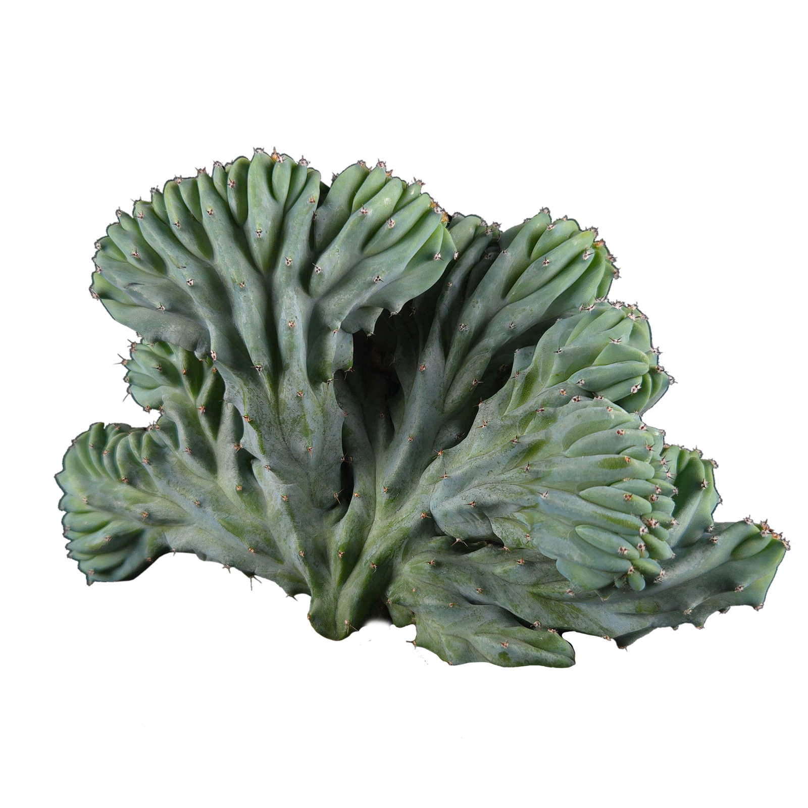 Myrtillocactus geometrizans 'Cristata' - One Off Specials