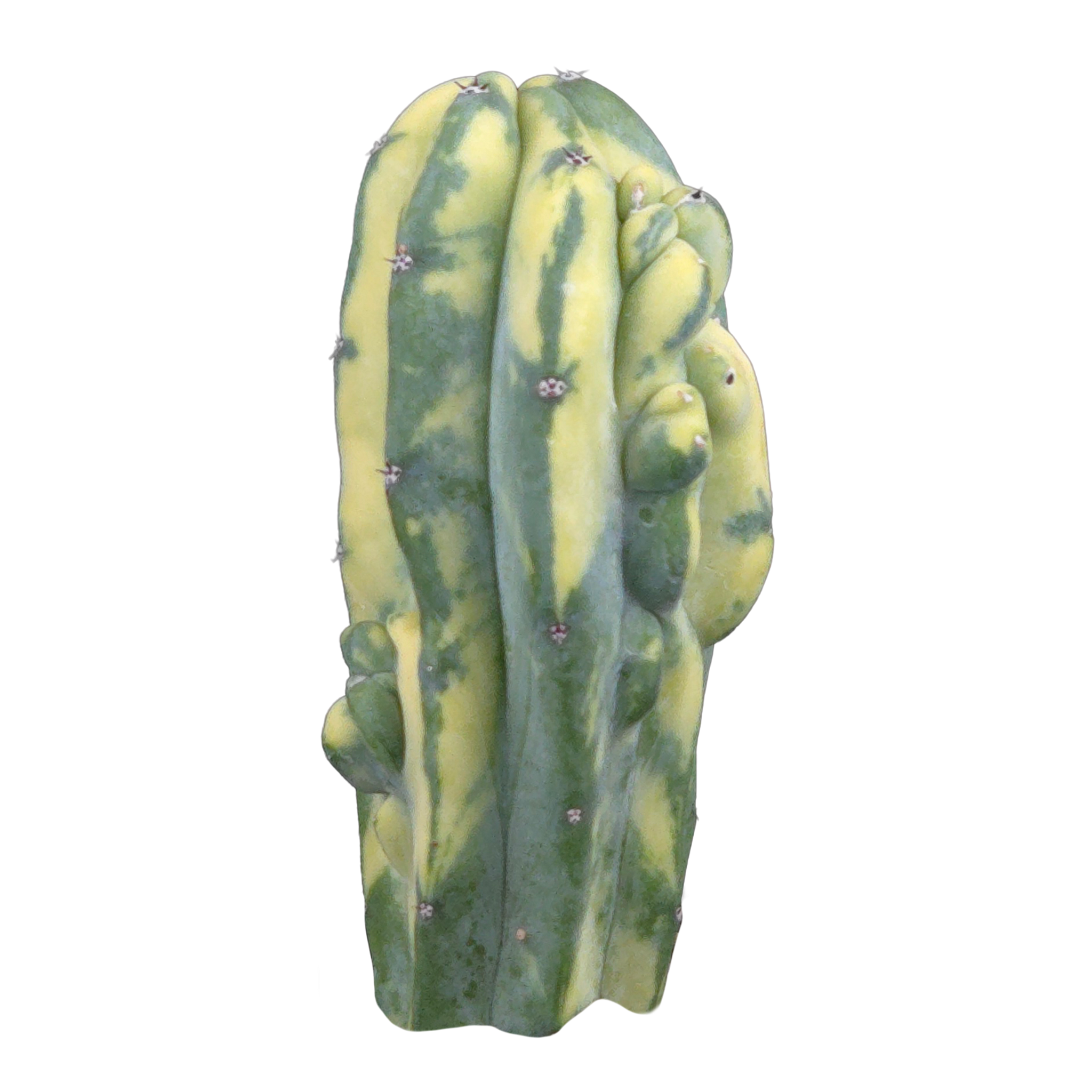 Myrtillocactus geometrizans Montrose Variegata
