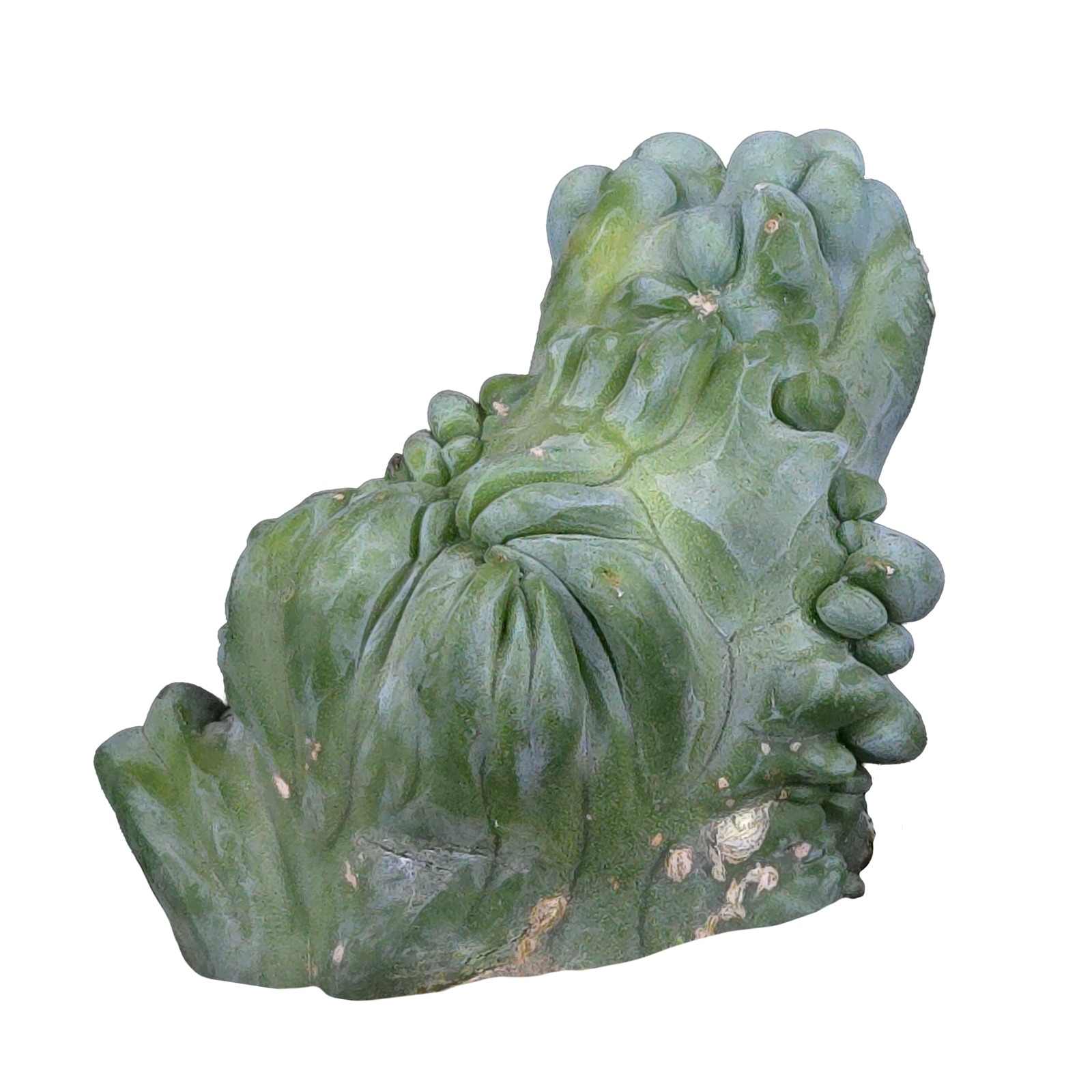 Myrtillocactus geometrizans cristata (Smooth Form)