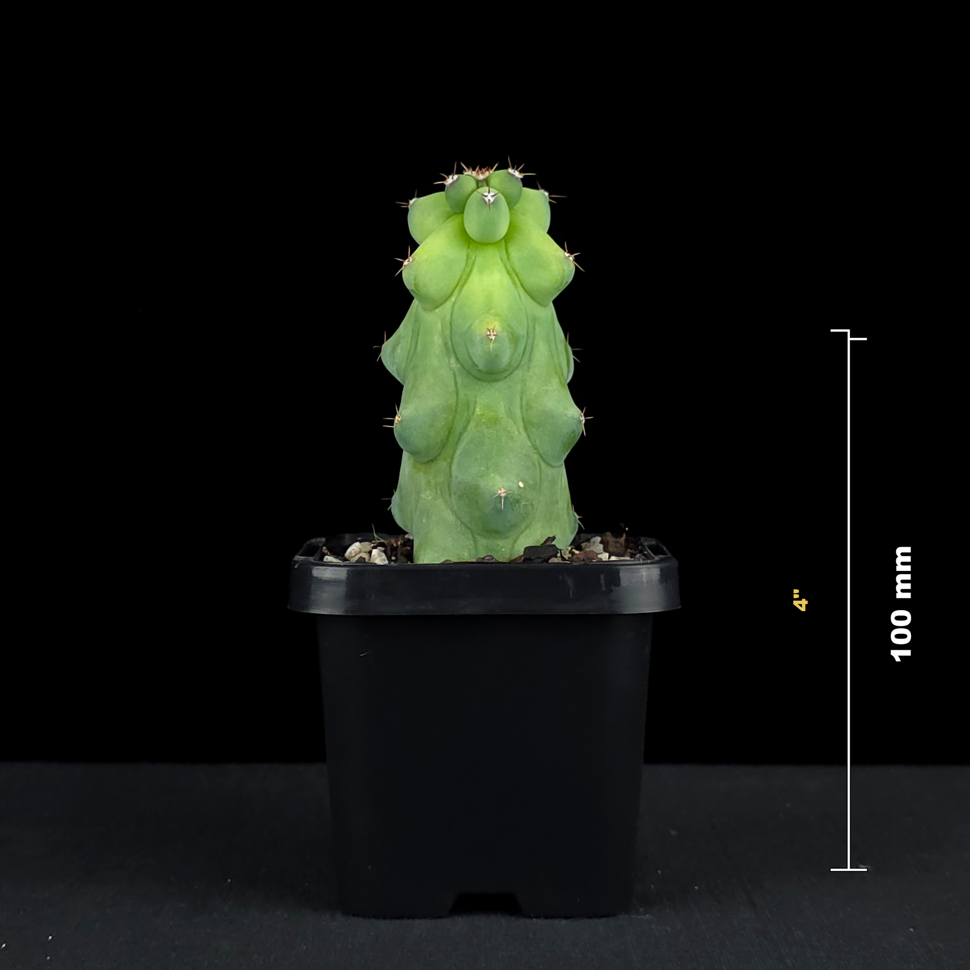 Myrtillocactus geometrizans fukurokuryuzinboku - Blue Boobs Cactus