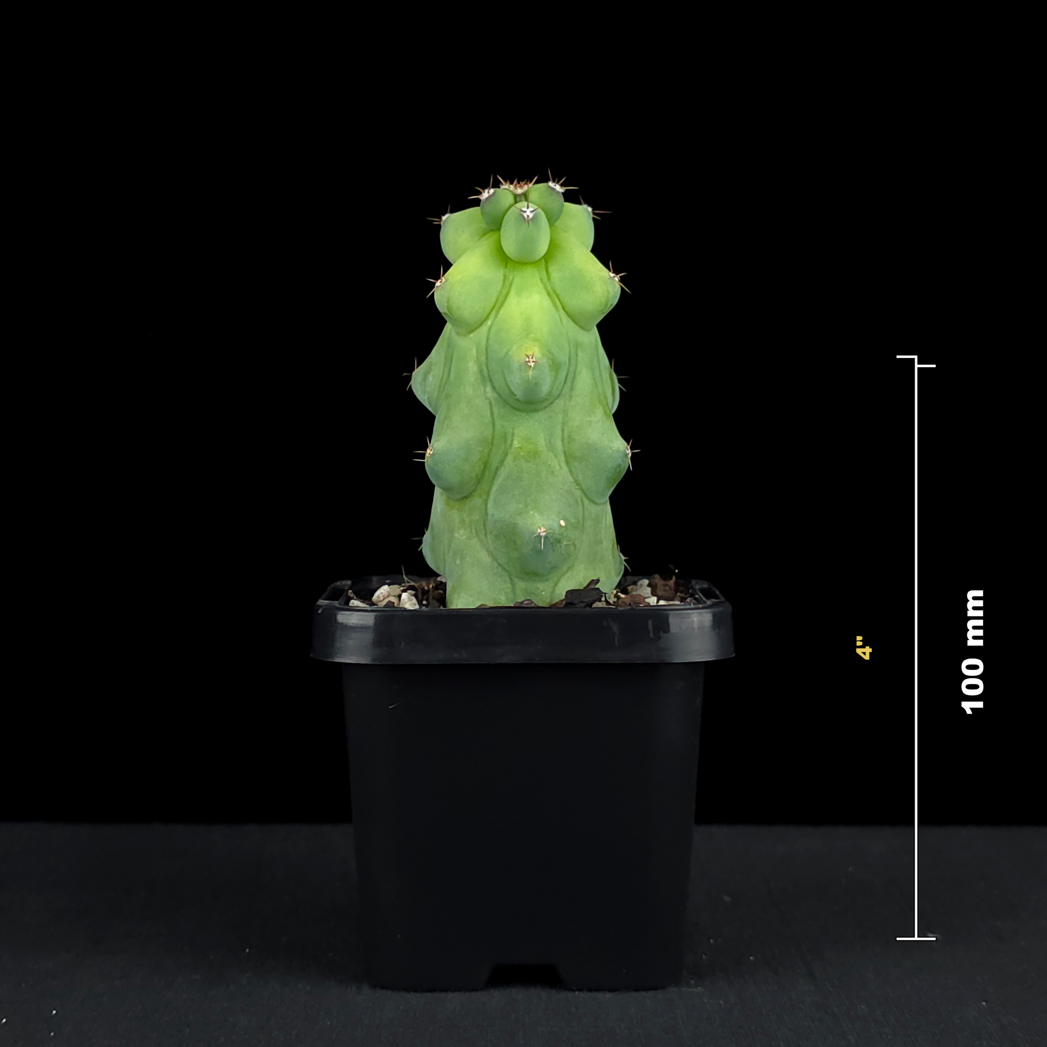 Myrtillocactus geometrizans fukurokuryuzinboku - Blue Boobs Cactus