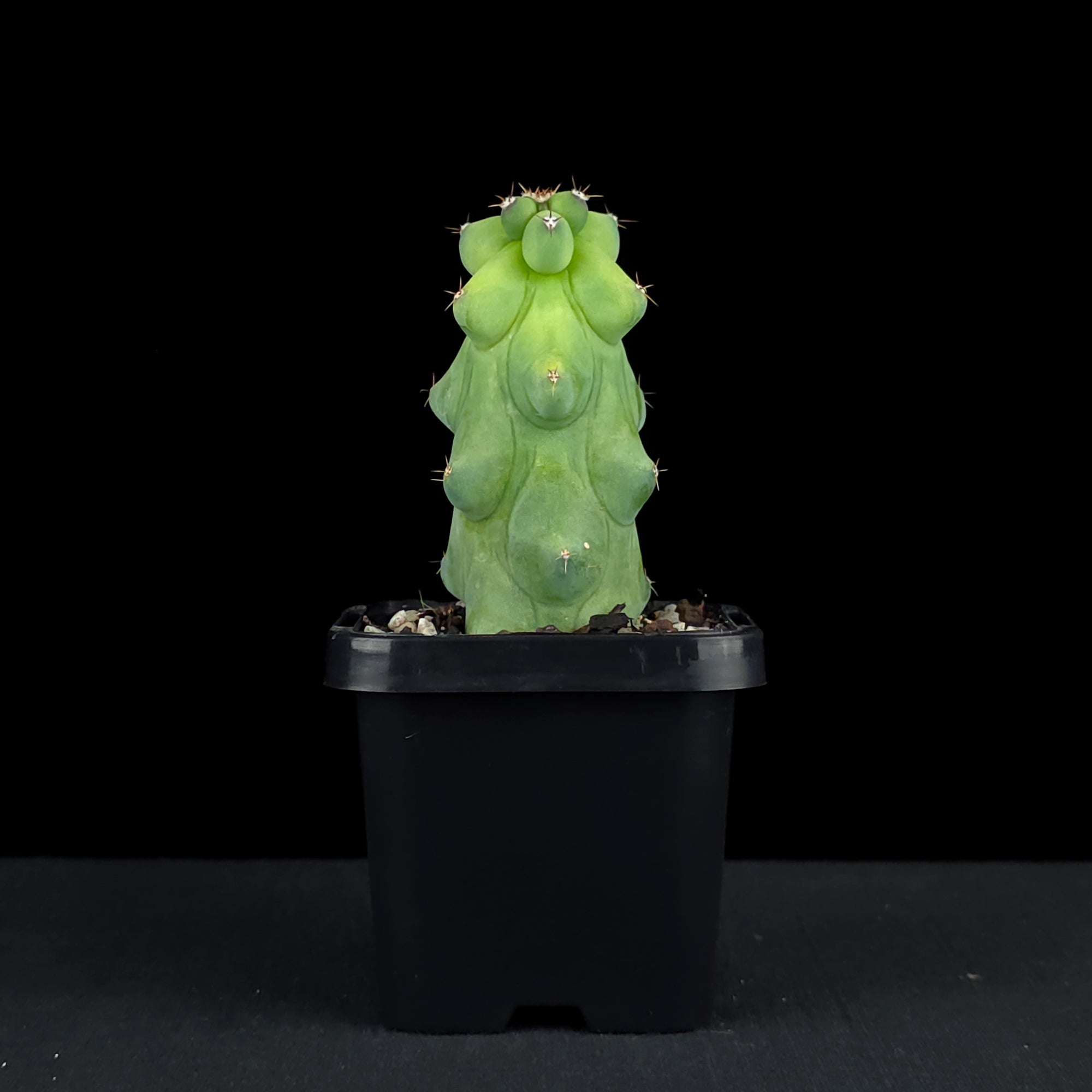 Myrtillocactus geometrizans fukurokuryuzinboku - Blue Boobs Cactus