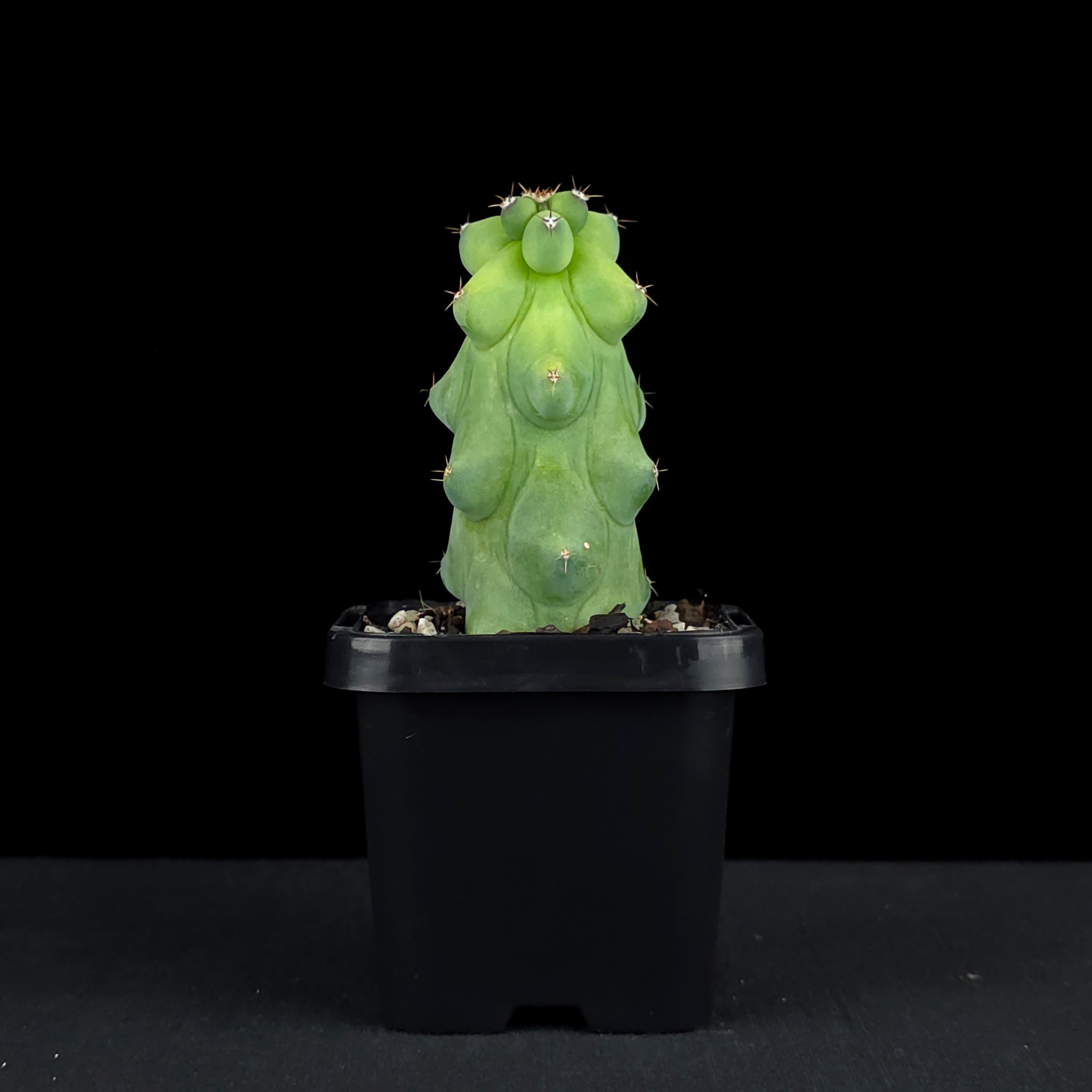 Myrtillocactus geometrizans fukurokuryuzinboku - Blue Boobs Cactus