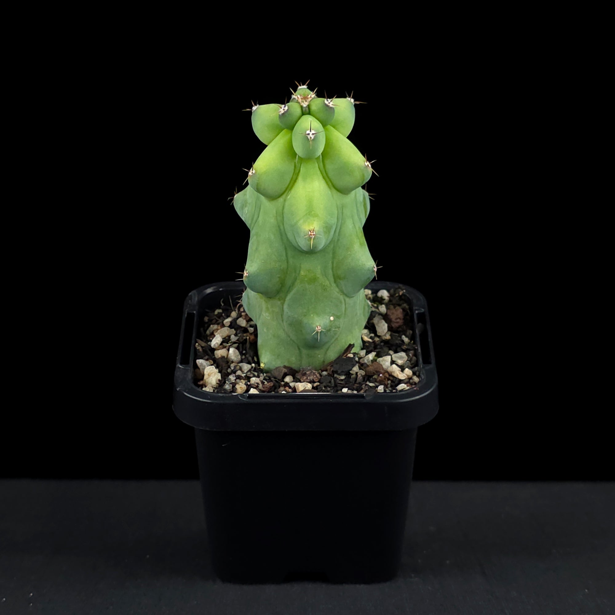 Myrtillocactus geometrizans fukurokuryuzinboku - Blue Boobs Cactus