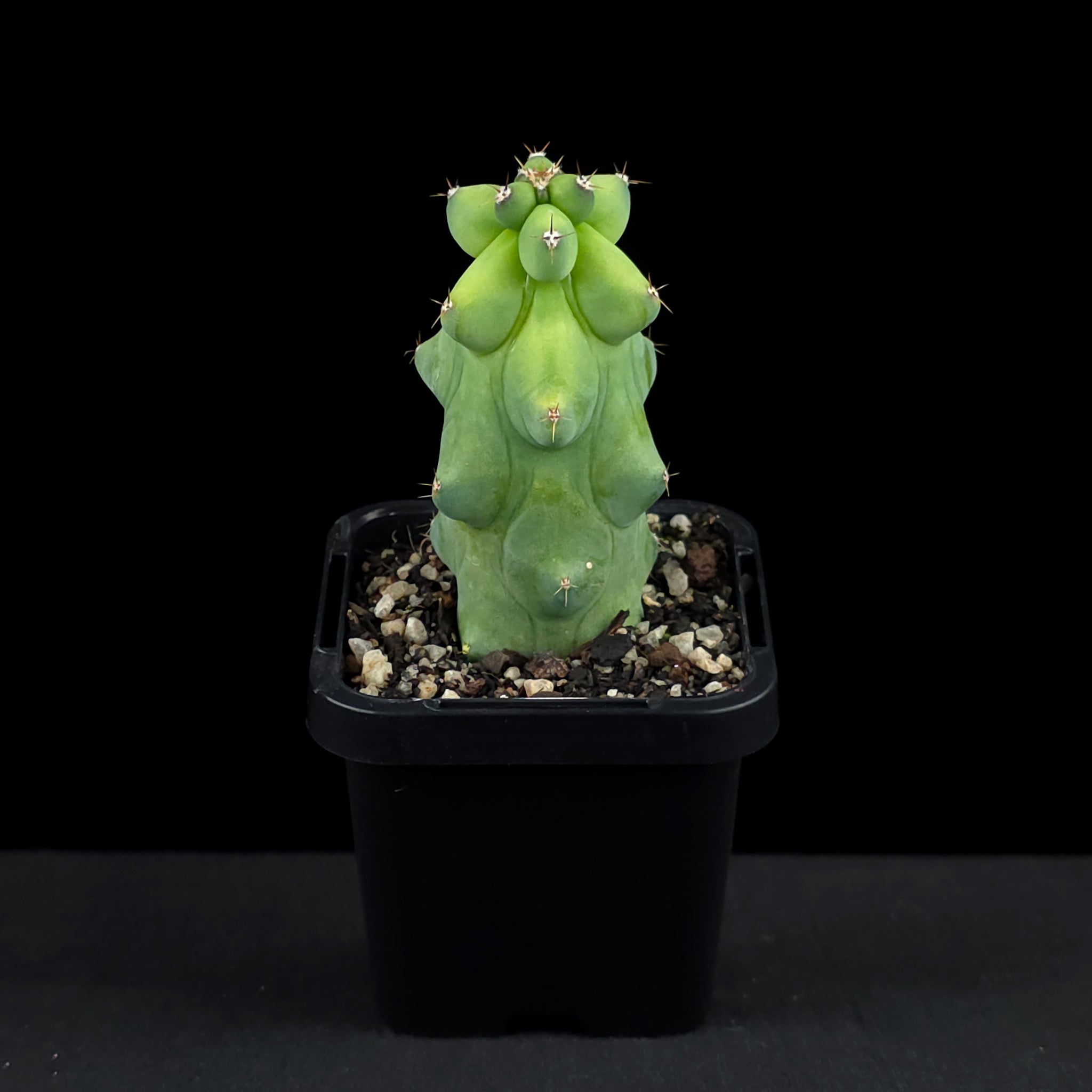 Myrtillocactus geometrizans fukurokuryuzinboku - Blue Boobs Cactus