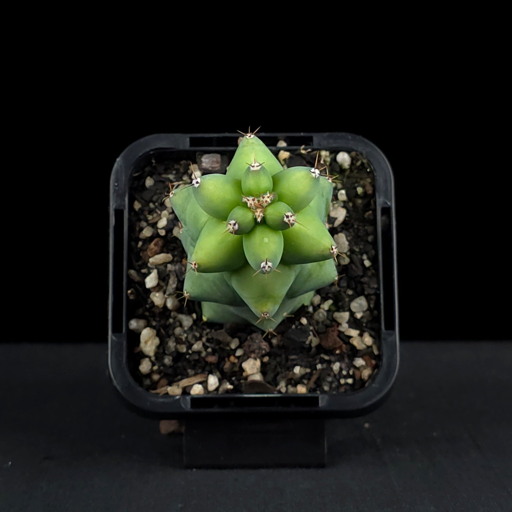 Myrtillocactus geometrizans fukurokuryuzinboku - Blue Boobs Cactus