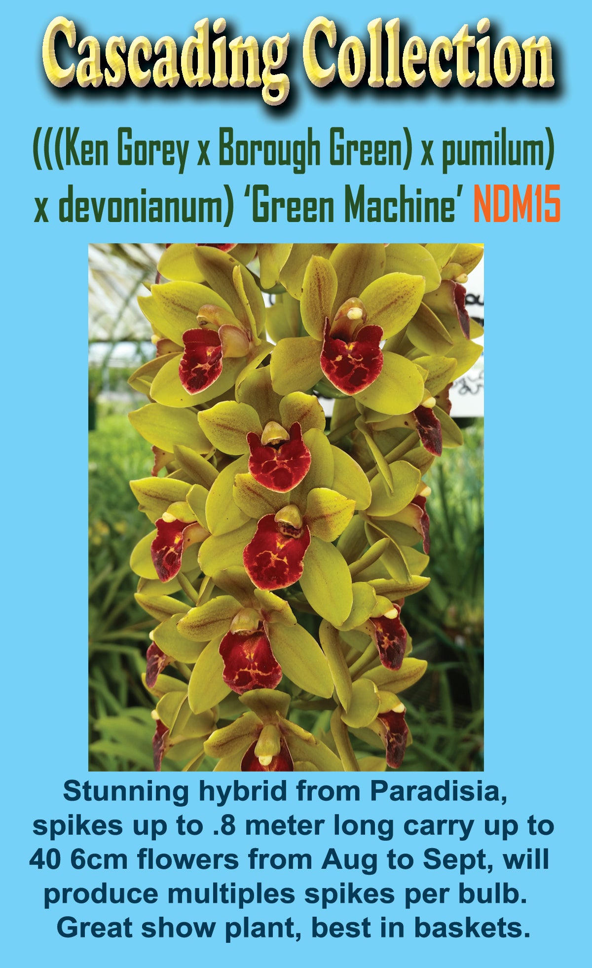 Cymbidium 'Green Machine' huge bulb and lead near flowering sized 66mm potted