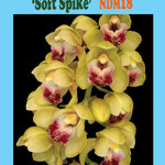 Cymbidium Mary Green 'Soft Spike'