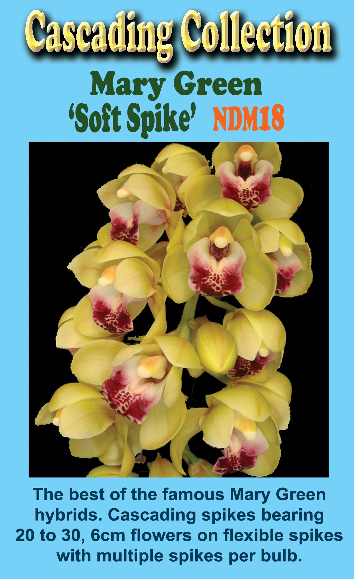 Cymbidium Mary Green 'Soft Spike'