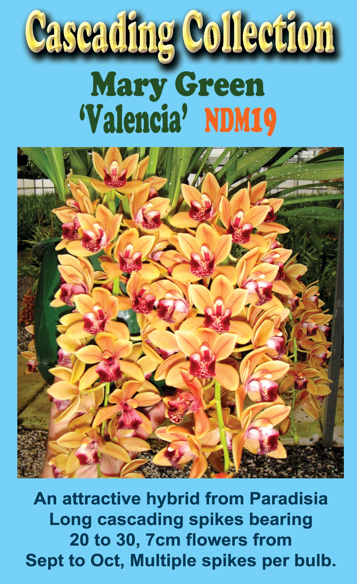 Cymbidium Mary Green 'Valencia '