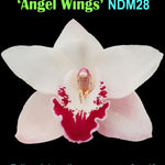 Cymbidium 'Angel Wings'