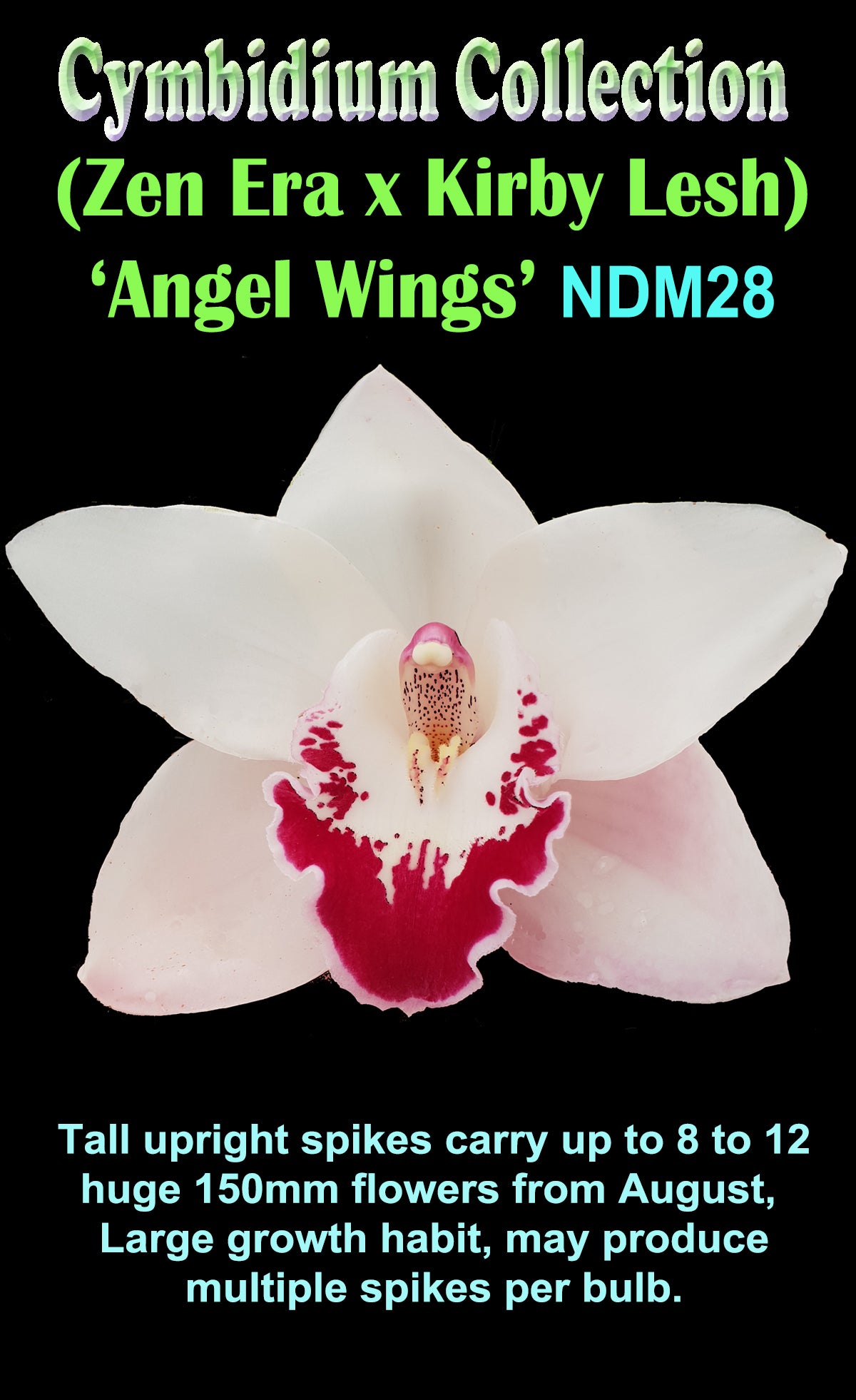 Cymbidium 'Angel Wings'