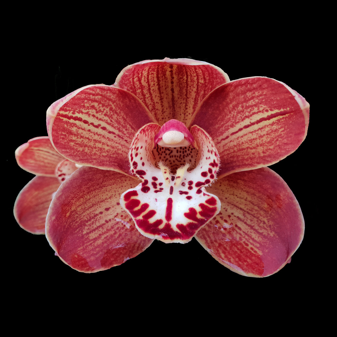 Cymbidium 'Red Pepper'