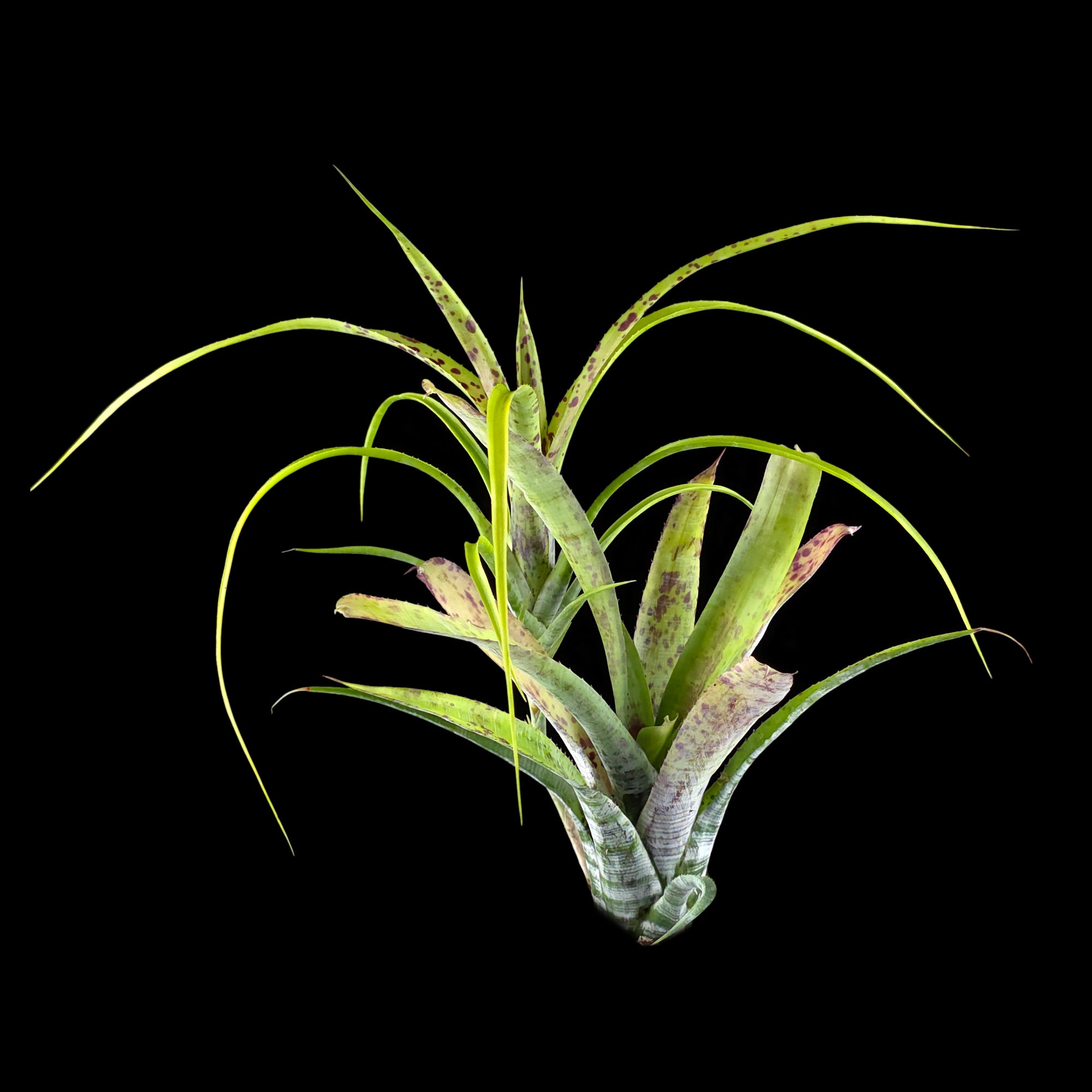 Neoregelia pauciflora