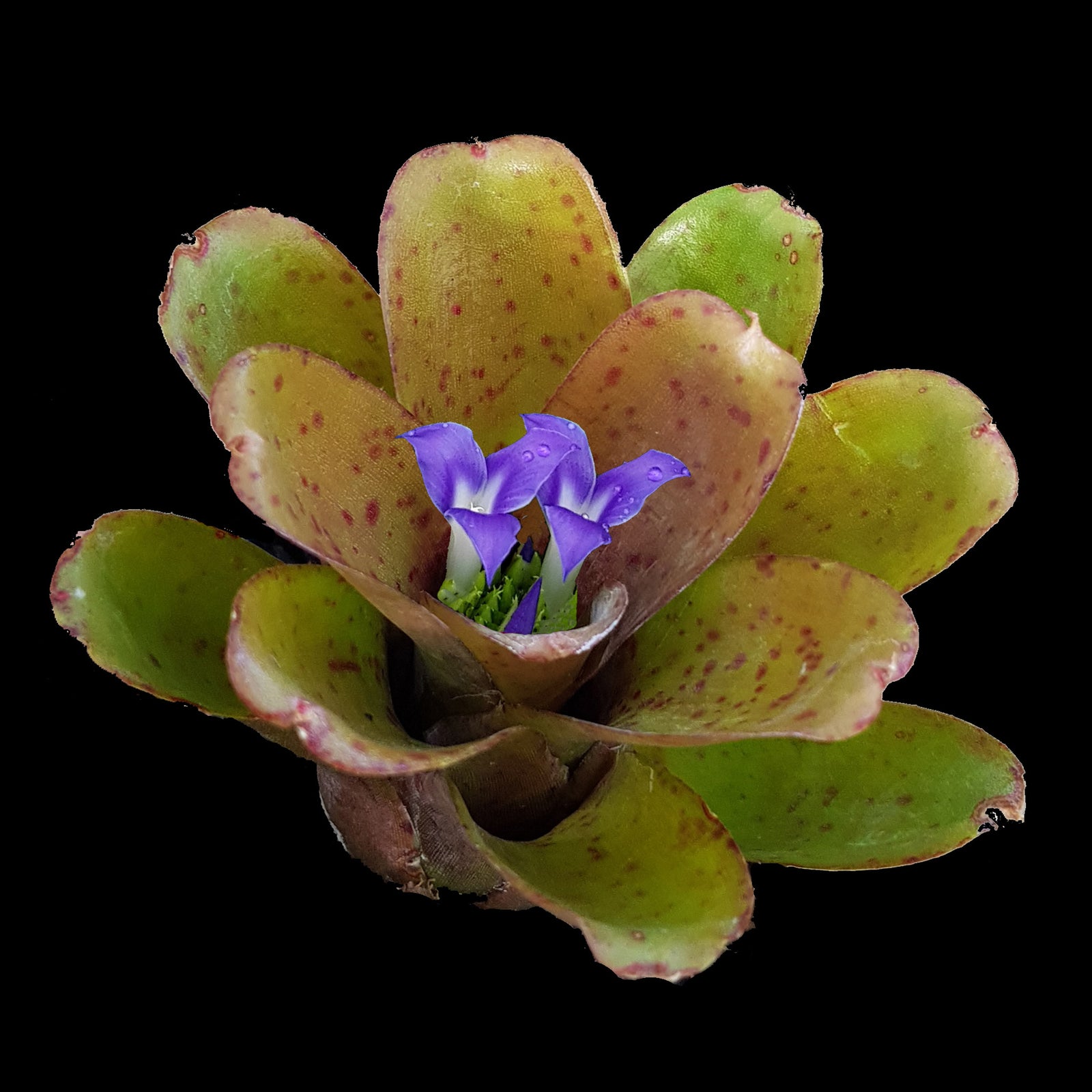 Neoregelia Tiny Tot 'Chiquita Linda' Mini Hybrid Bromeliad