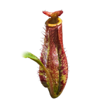 Nepenthes 'Red Beauty'