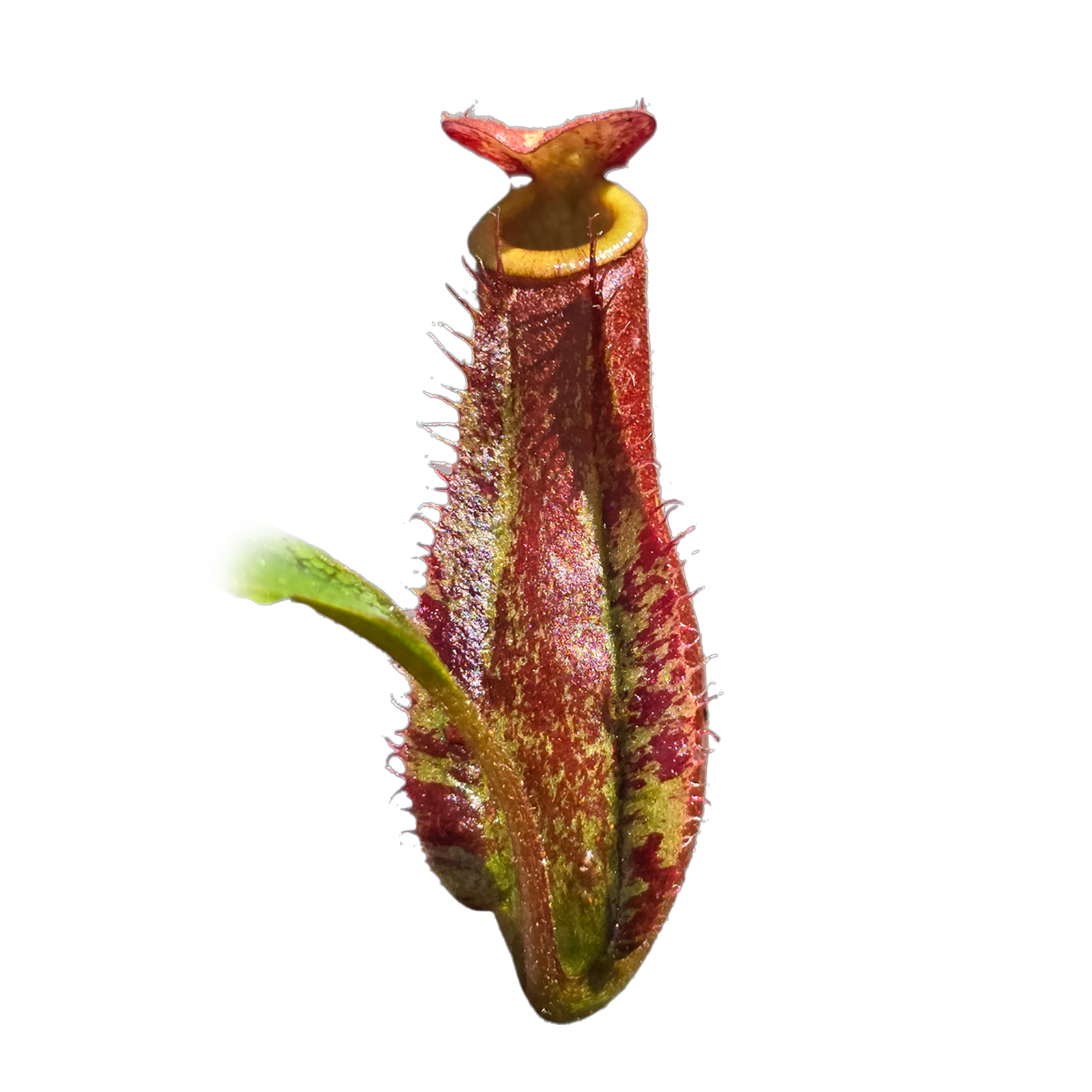 Nepenthes 'Red Beauty'