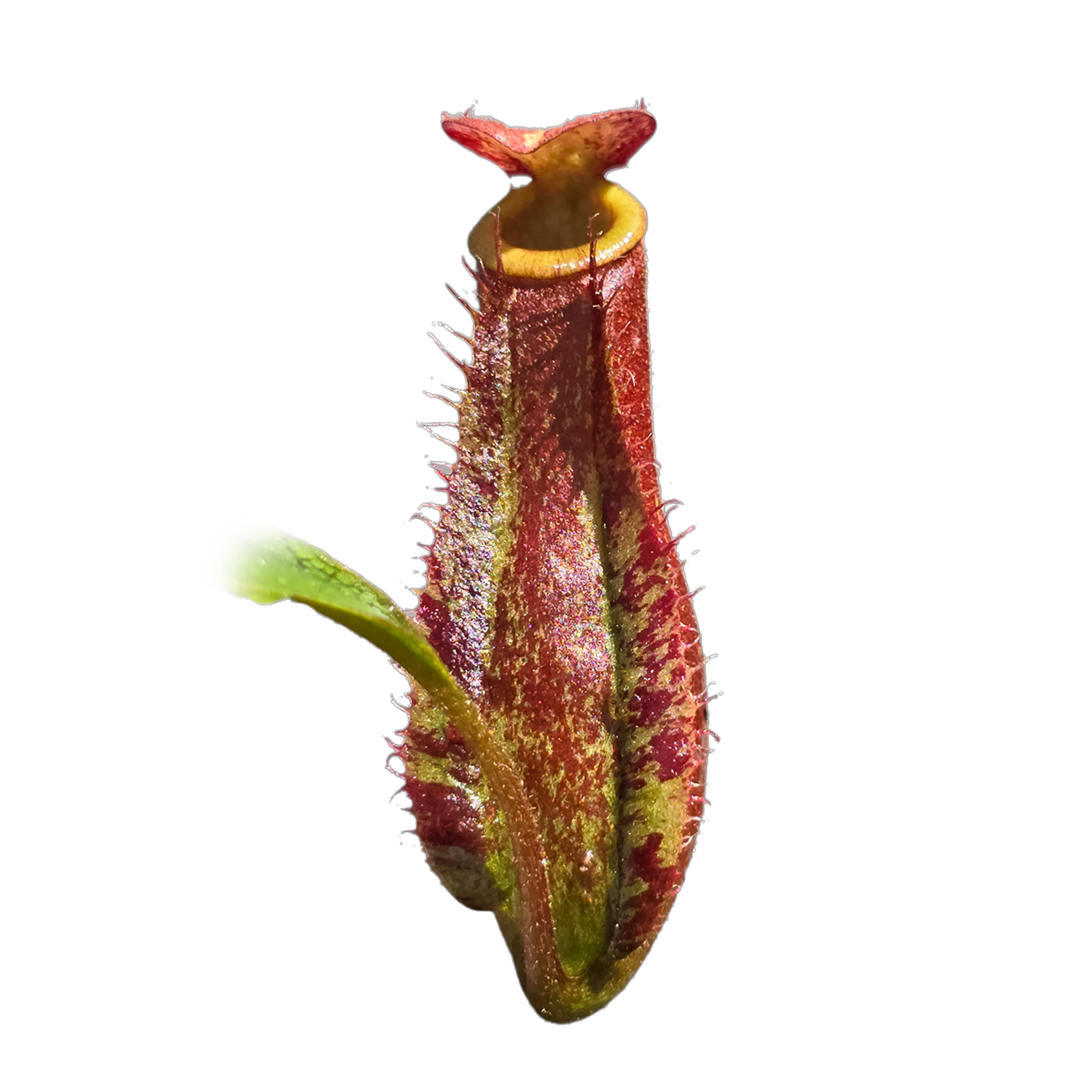 Nepenthes 'Red Beauty'