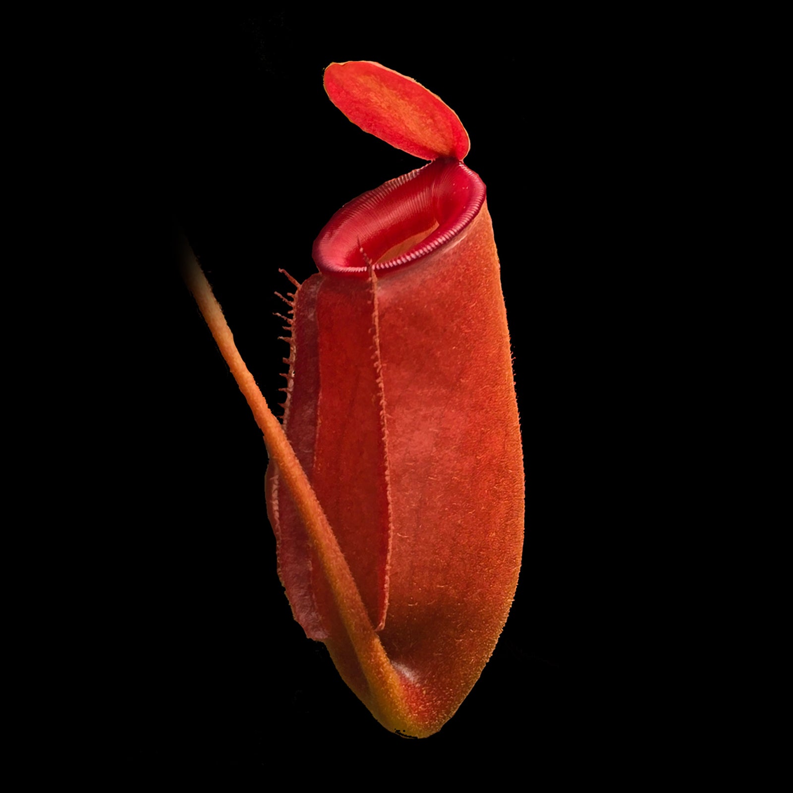 Nepenthes 'Red Mary'