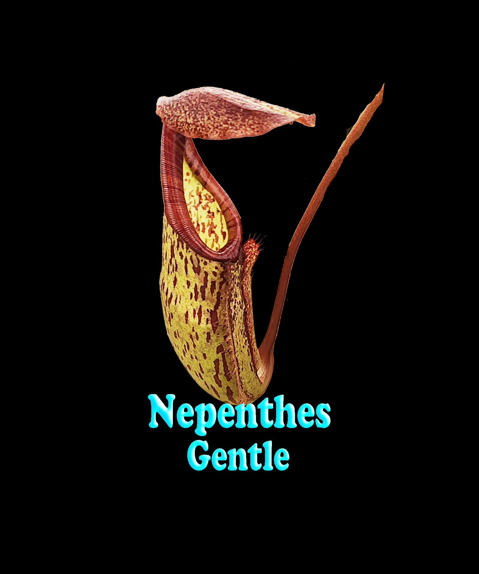 Nepenthes 'Gentle' 100mm pot super sized